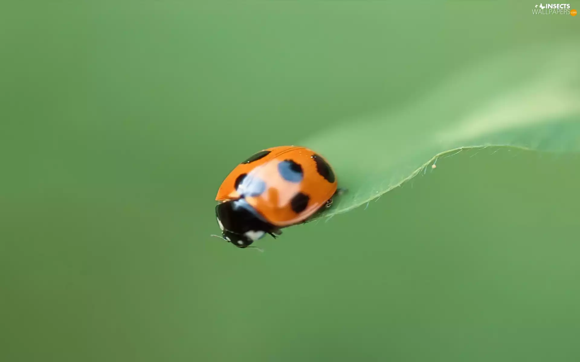 small, Black, Spots, Ladybird