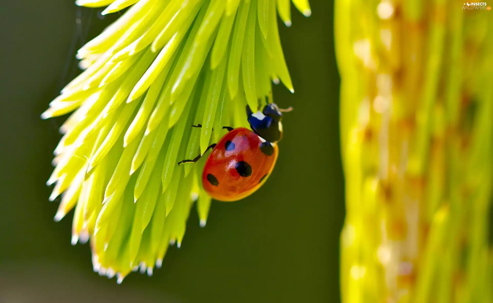 ladybird, Spots
