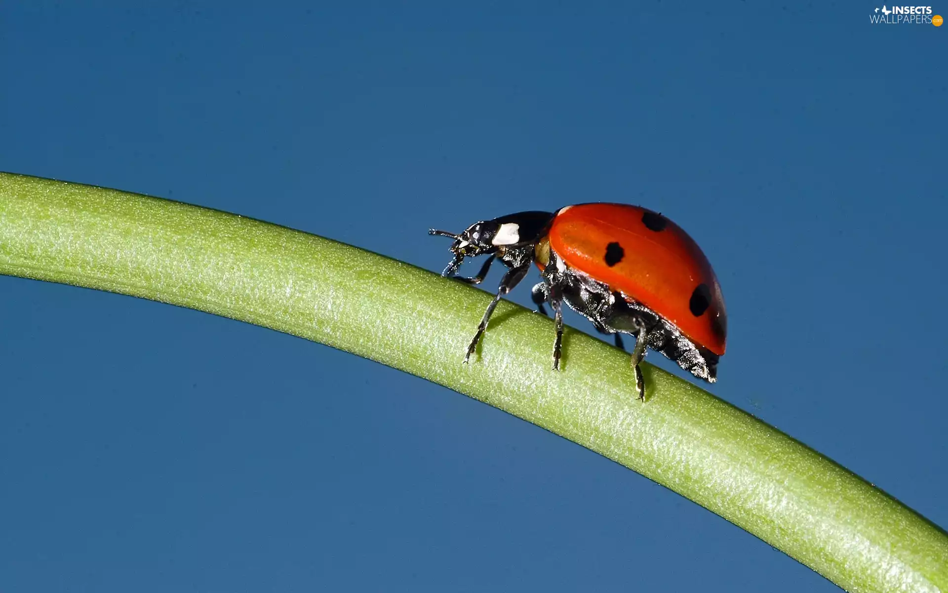 stalk, red hot, ladybird