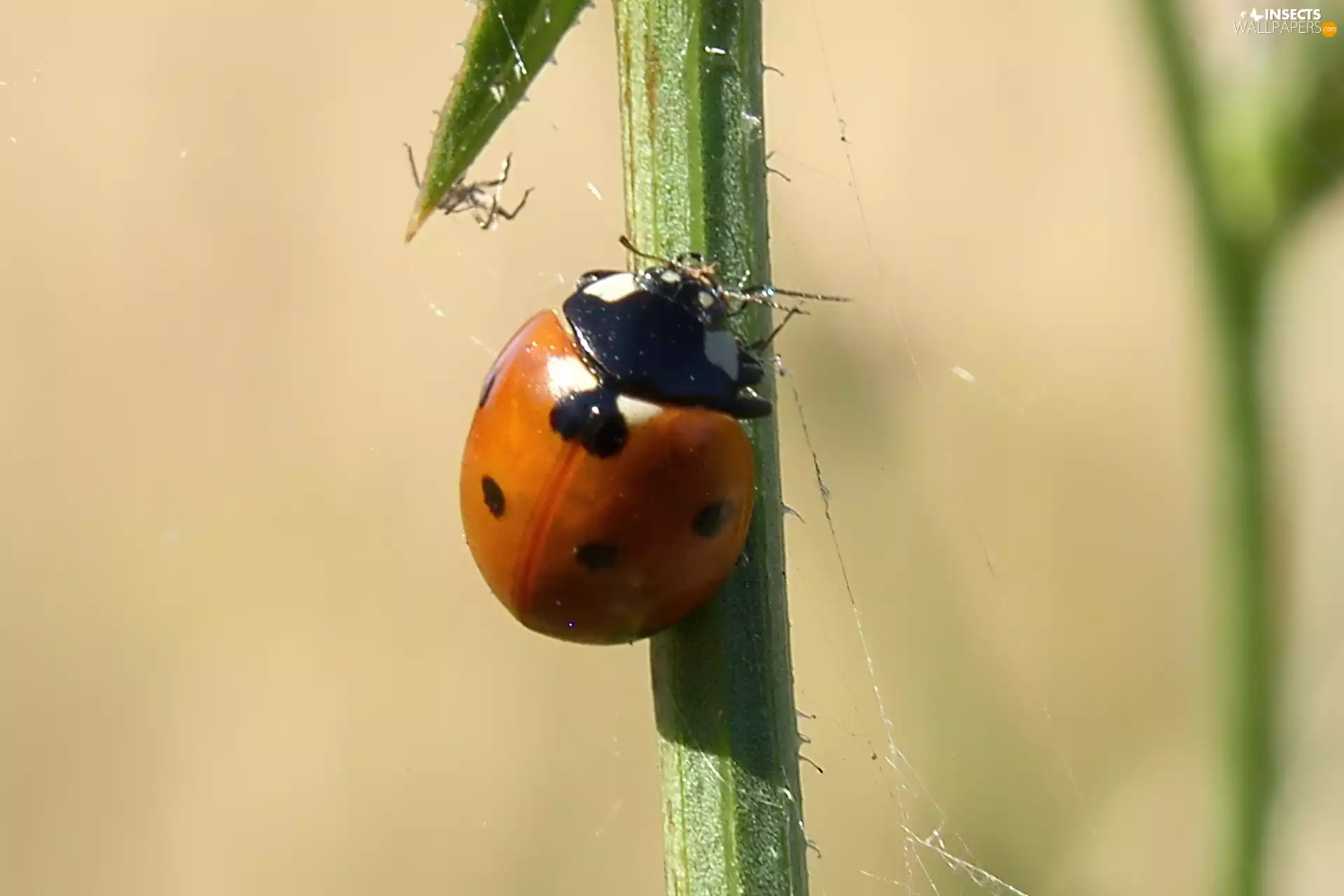 ladybird, stalk