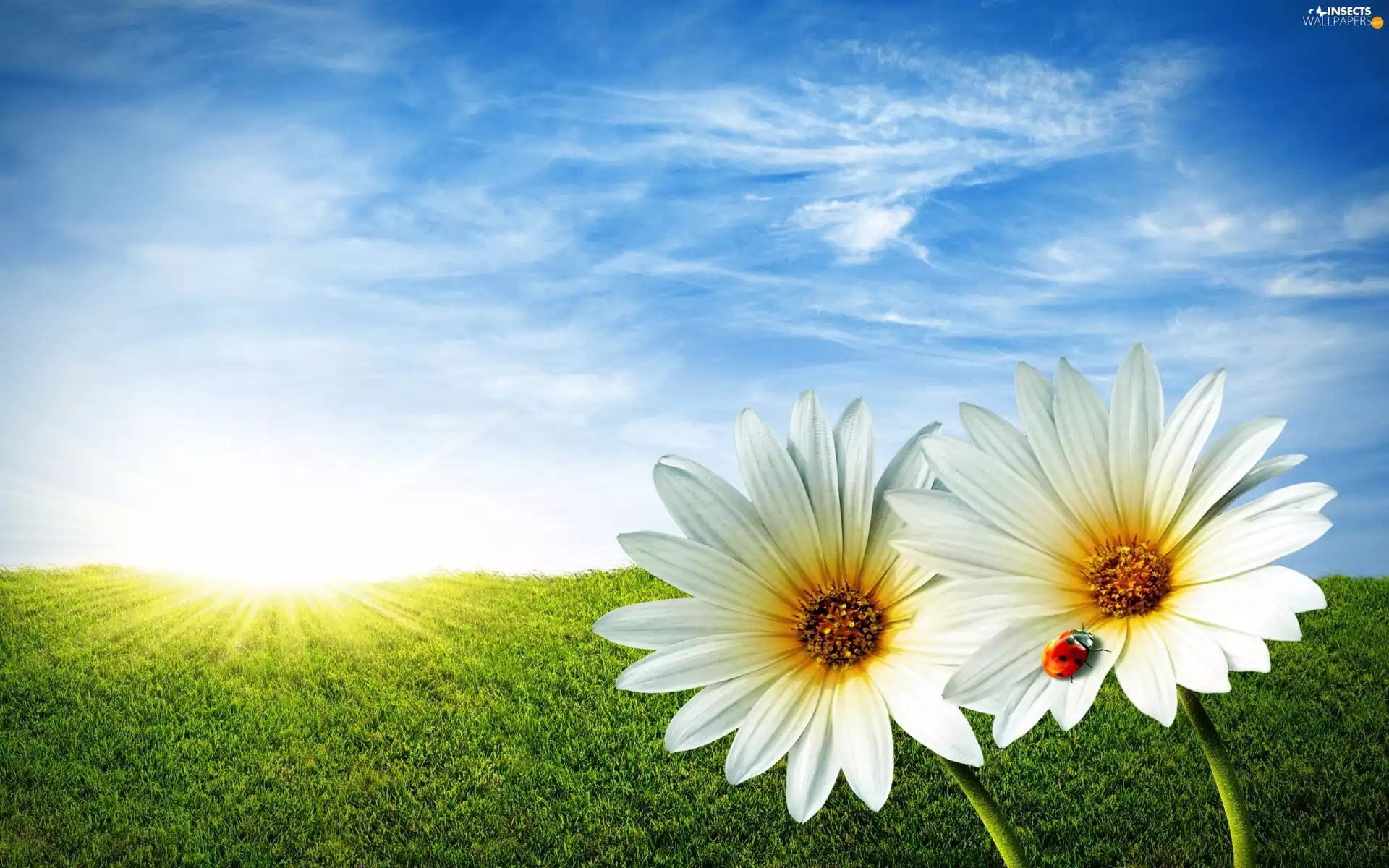 Flowers, ladybird, sun, White, Meadow