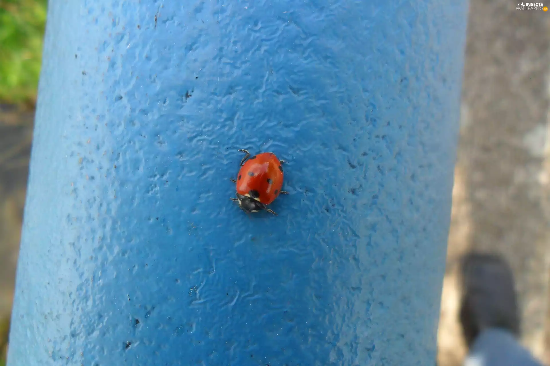 ladybird, tube