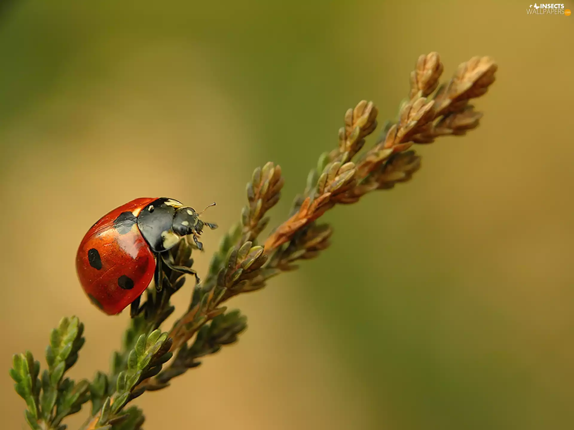 ladybird, twig