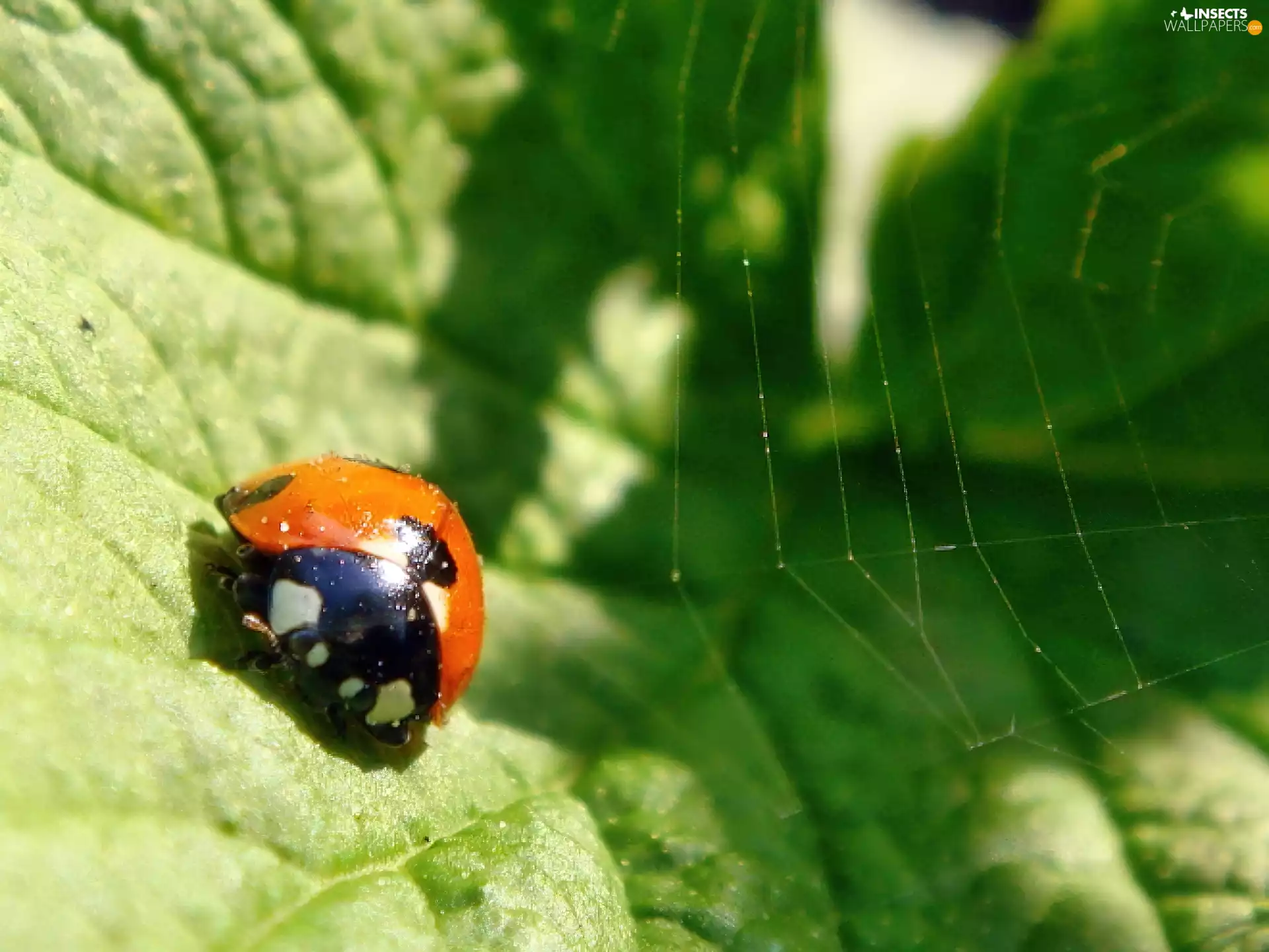 ladybird, Web