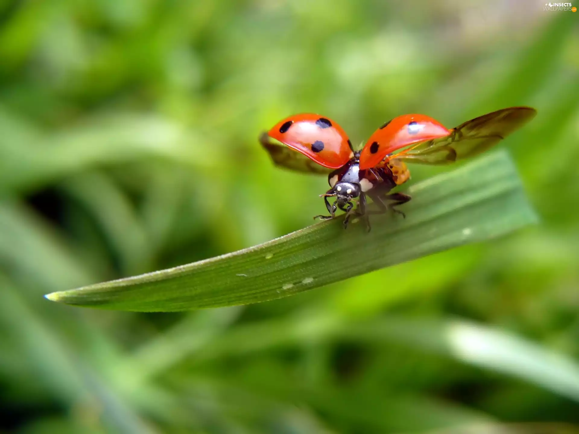 ladybird, wings