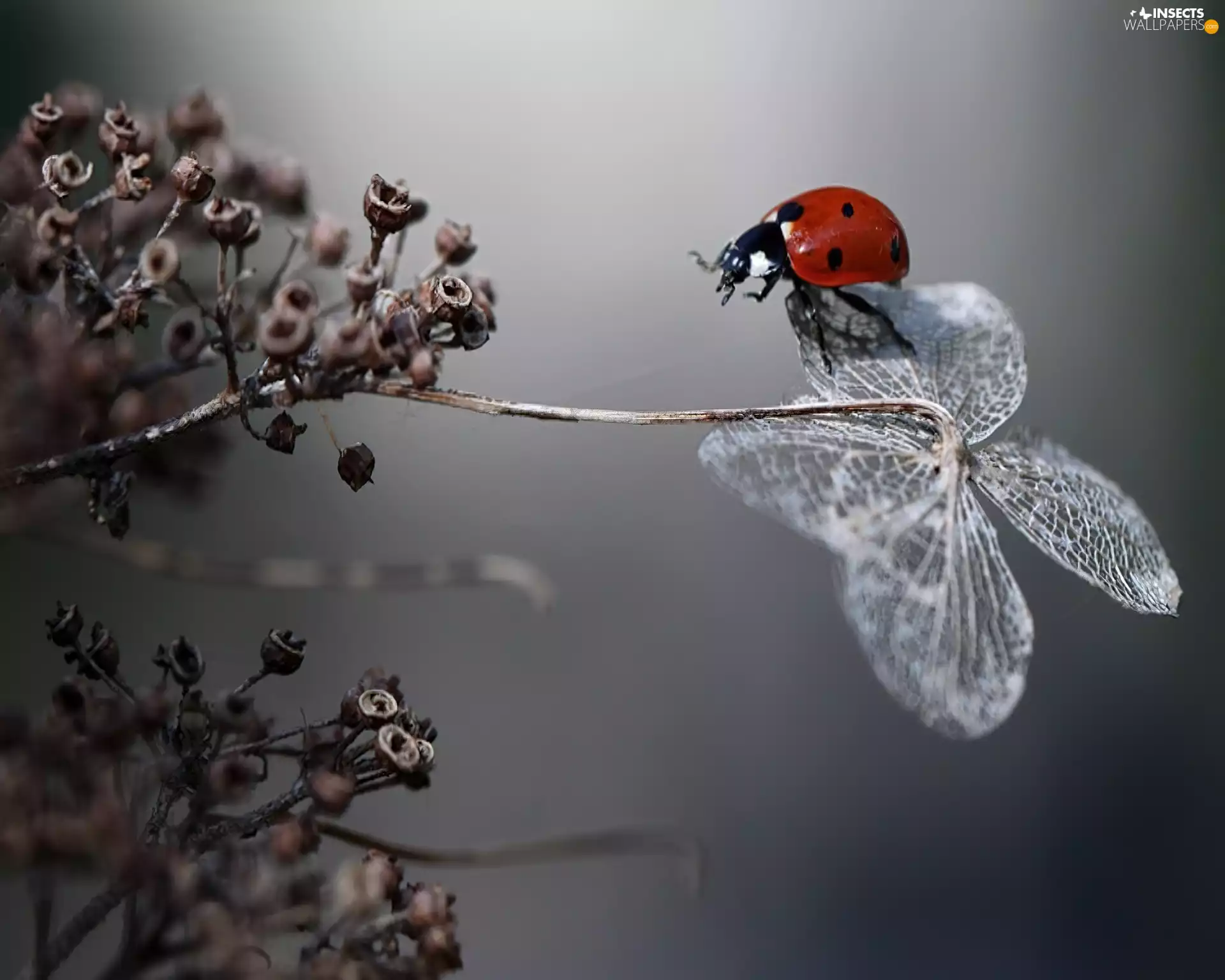 ladybird