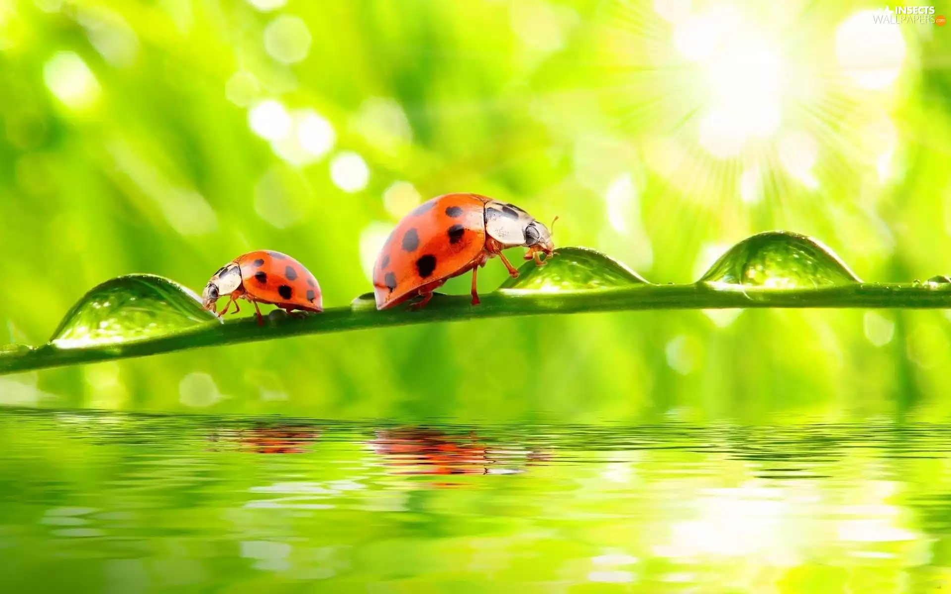 twig, drops, water, ladybug