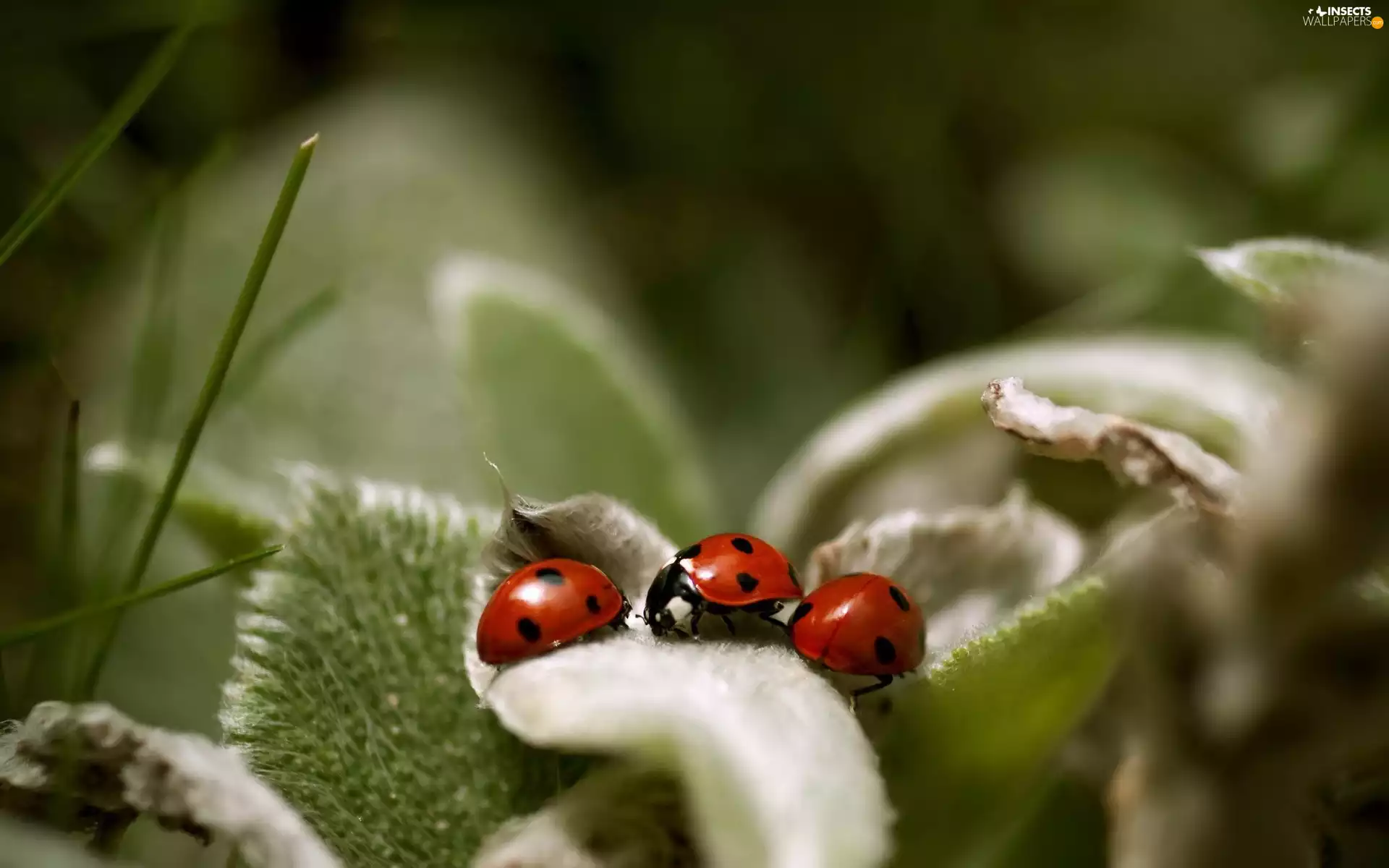 ladybugs