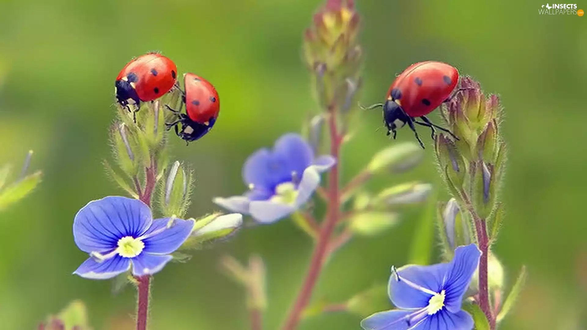 ladybugs, Blue, Flowers