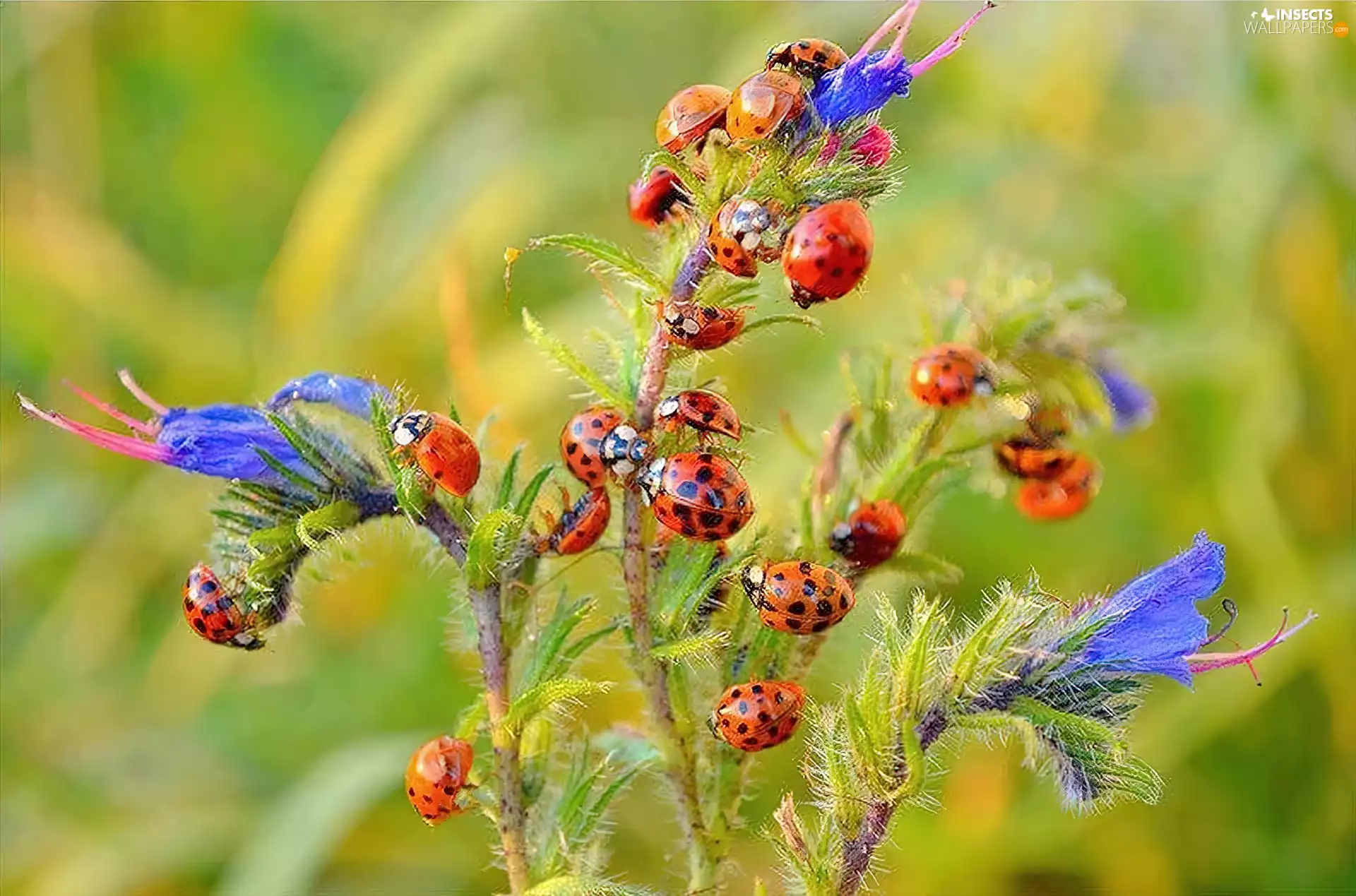 ladybugs, Flowers