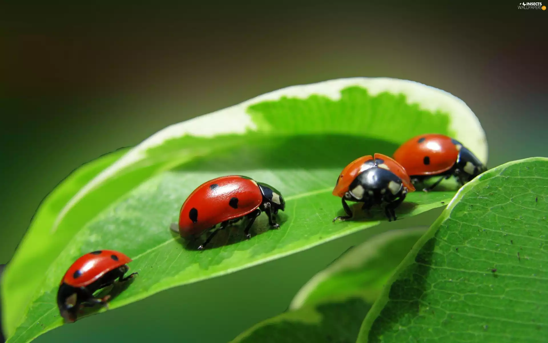 four, Green, leaf, ladybugs