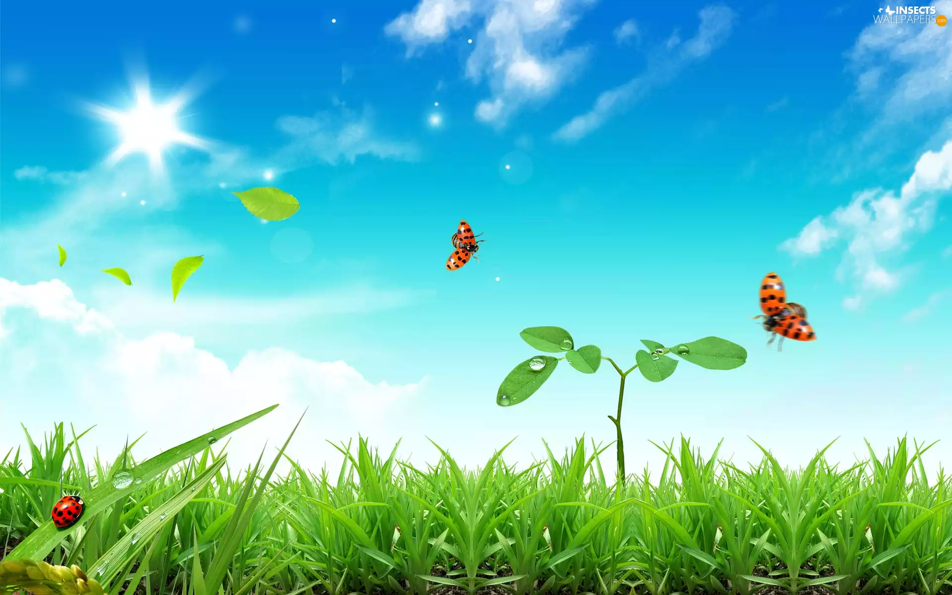 ladybugs, Spring, grass