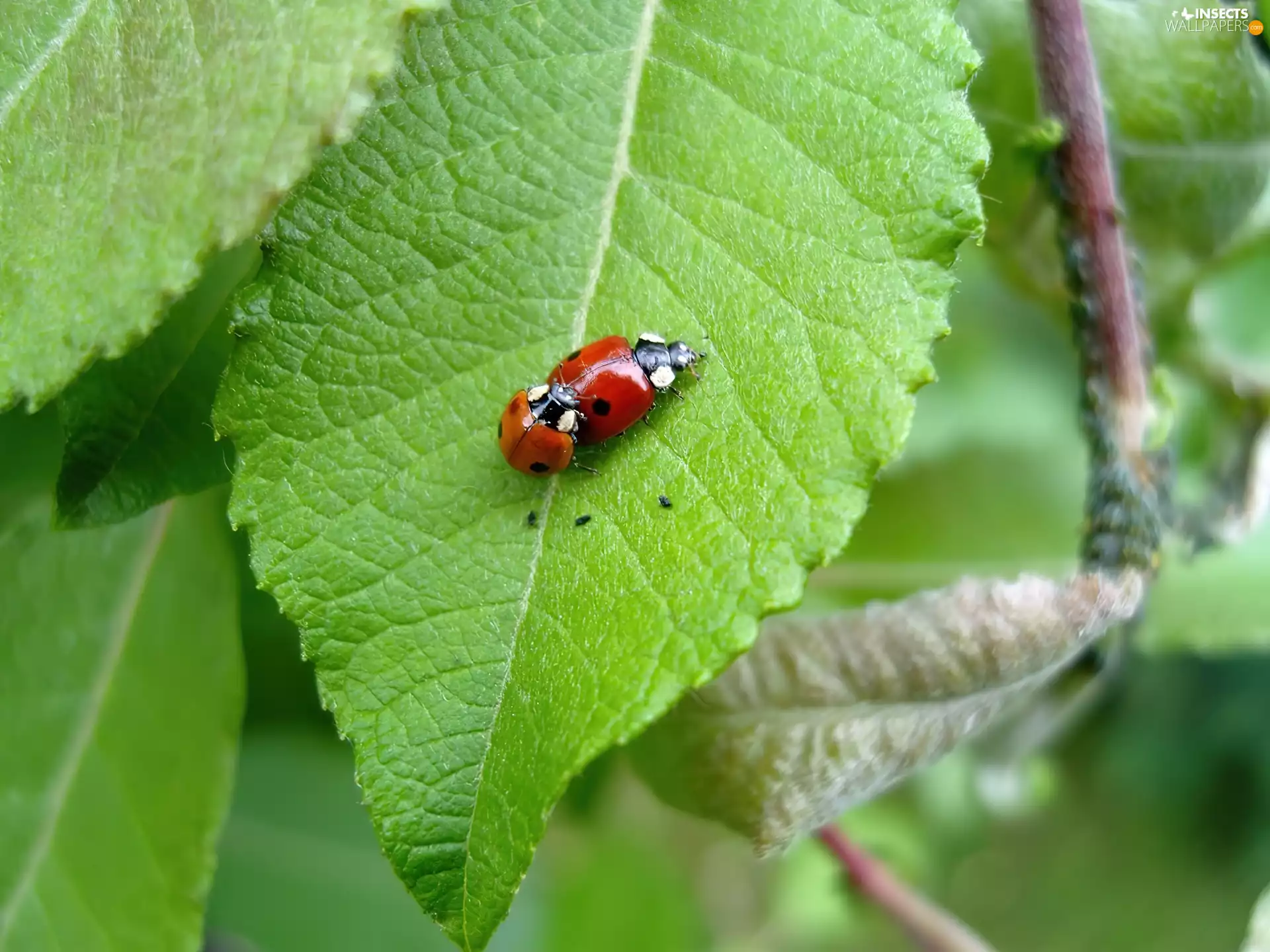 ladybugs, leaf
