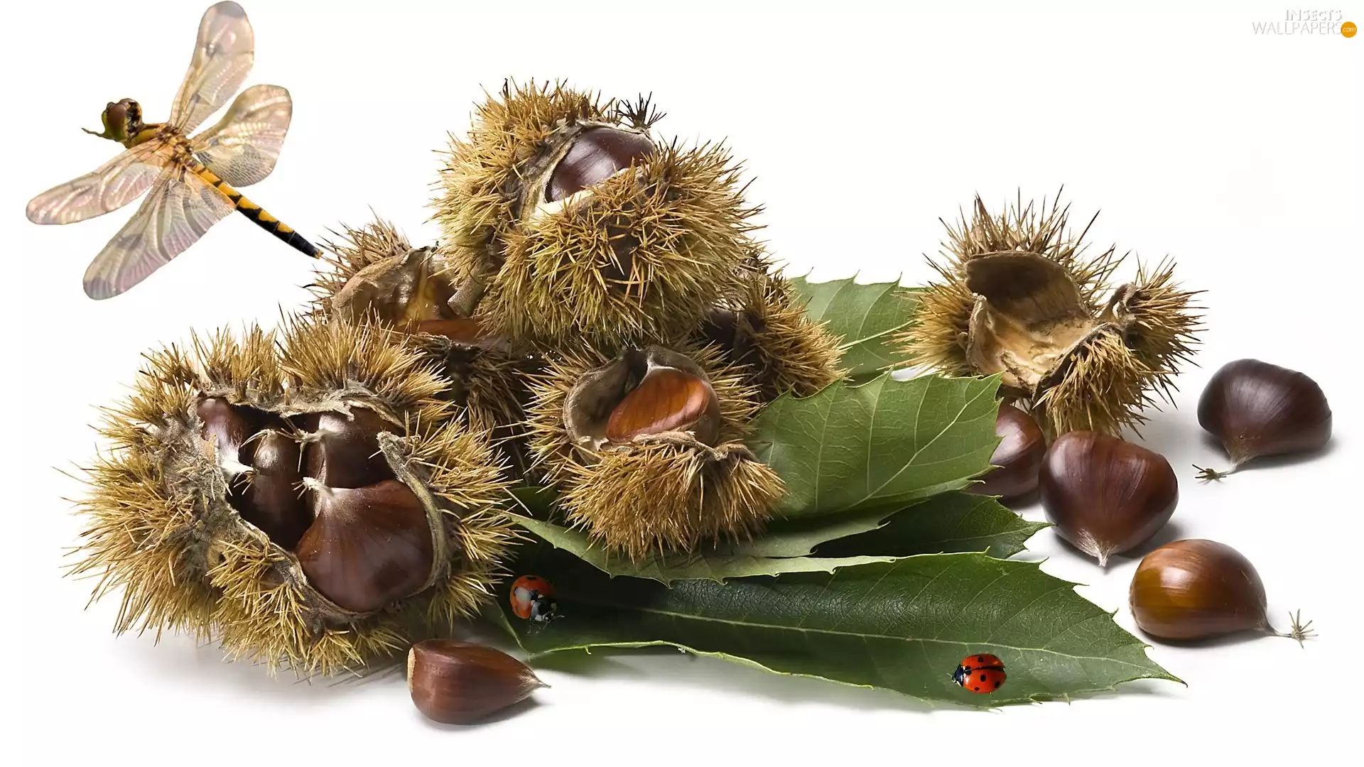 ladybugs, chestnuts, leaf