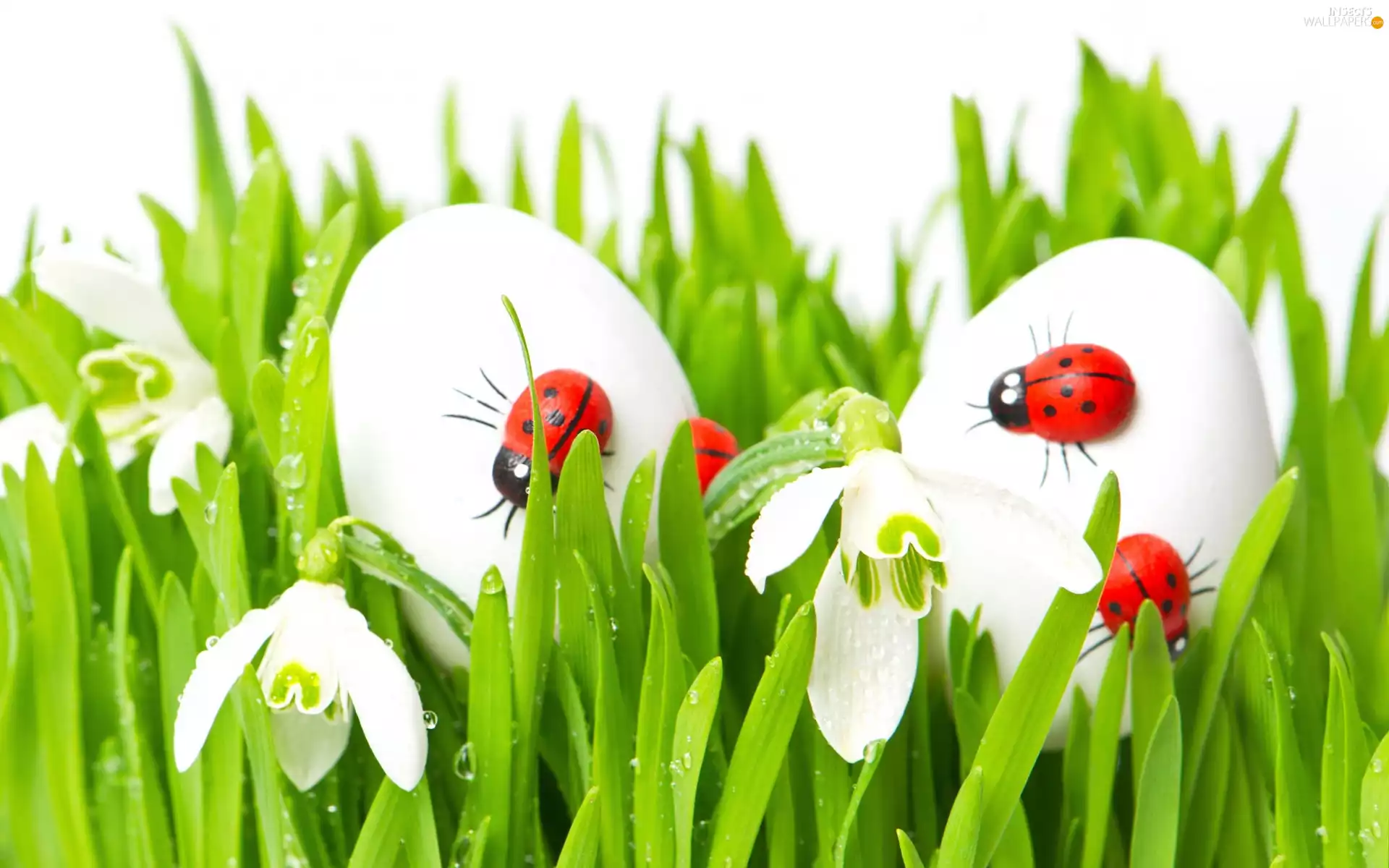 snowdrops, ladybugs, Spring, eggs, Easter
