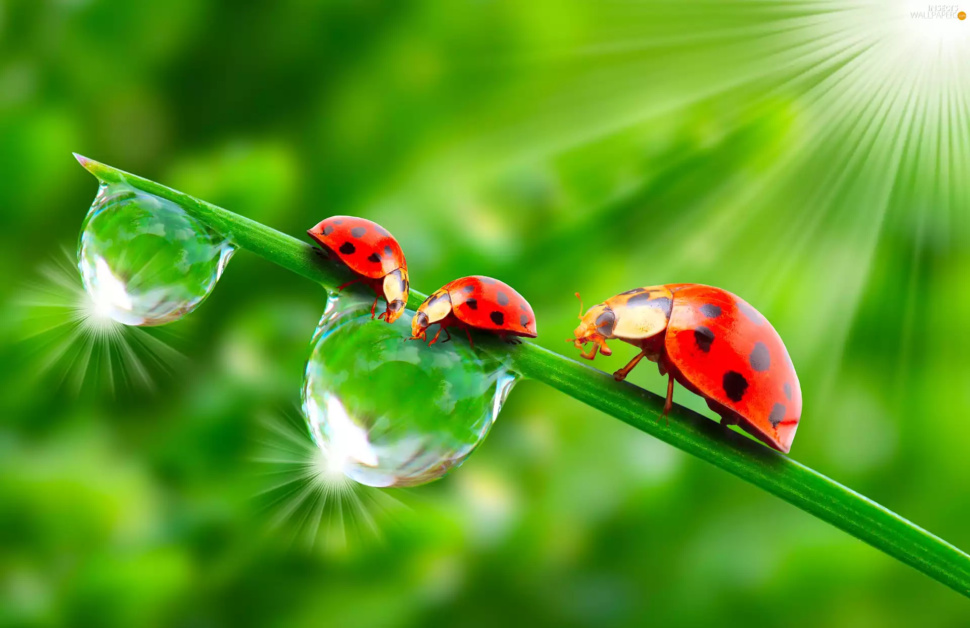 Three, drops, stalk, ladybugs