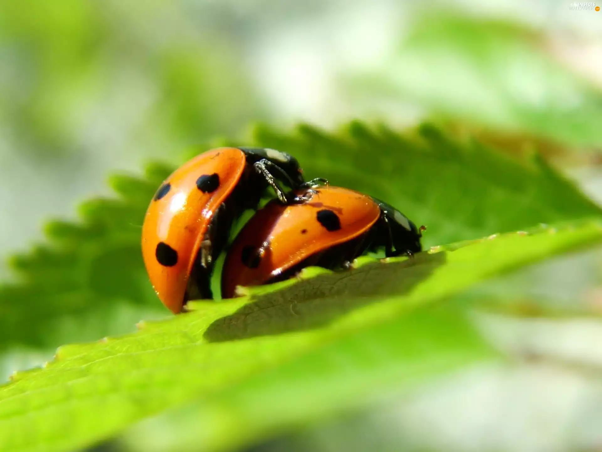 Two, Green, leaf, ladybugs