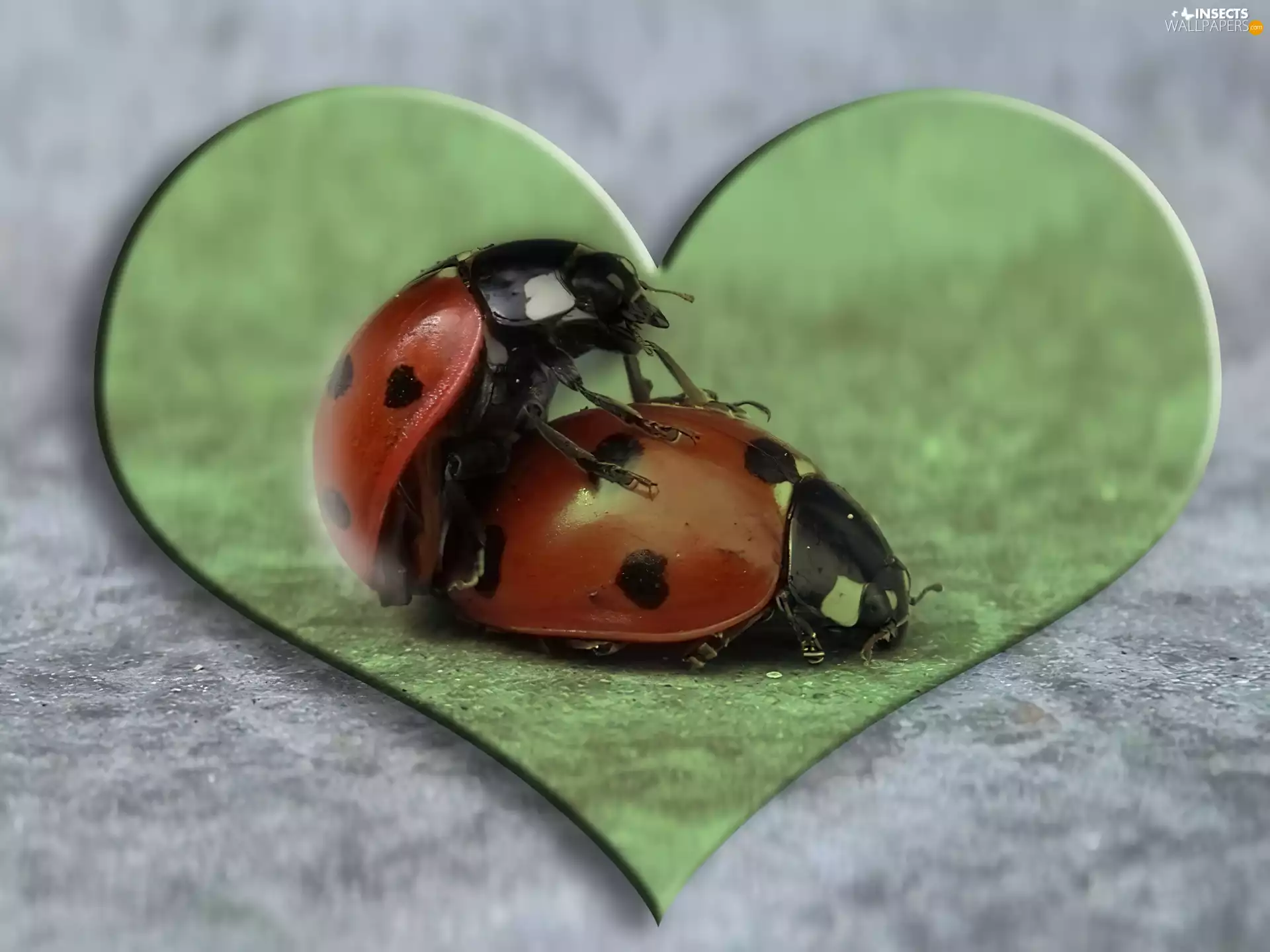 Two, Heart, love, ladybugs