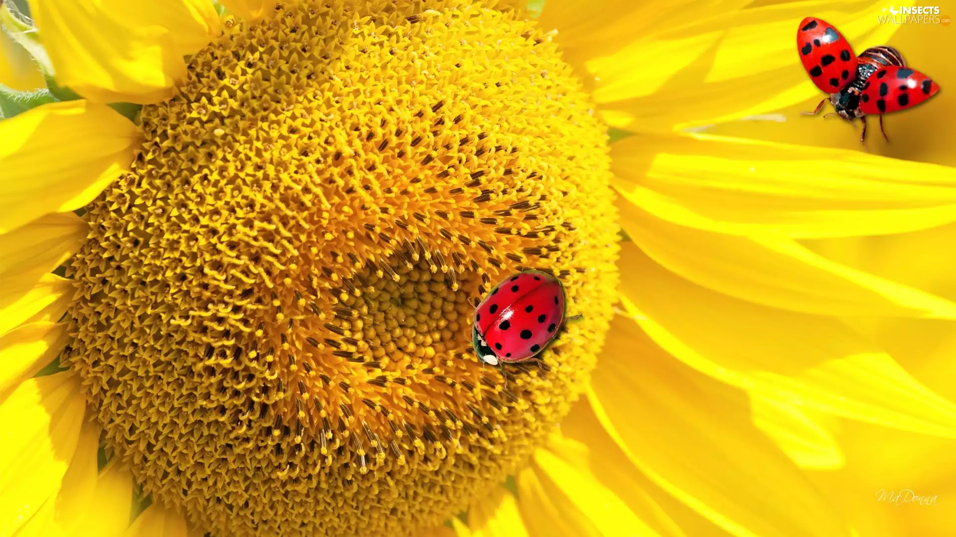 ladybugs, Sunflower, Two