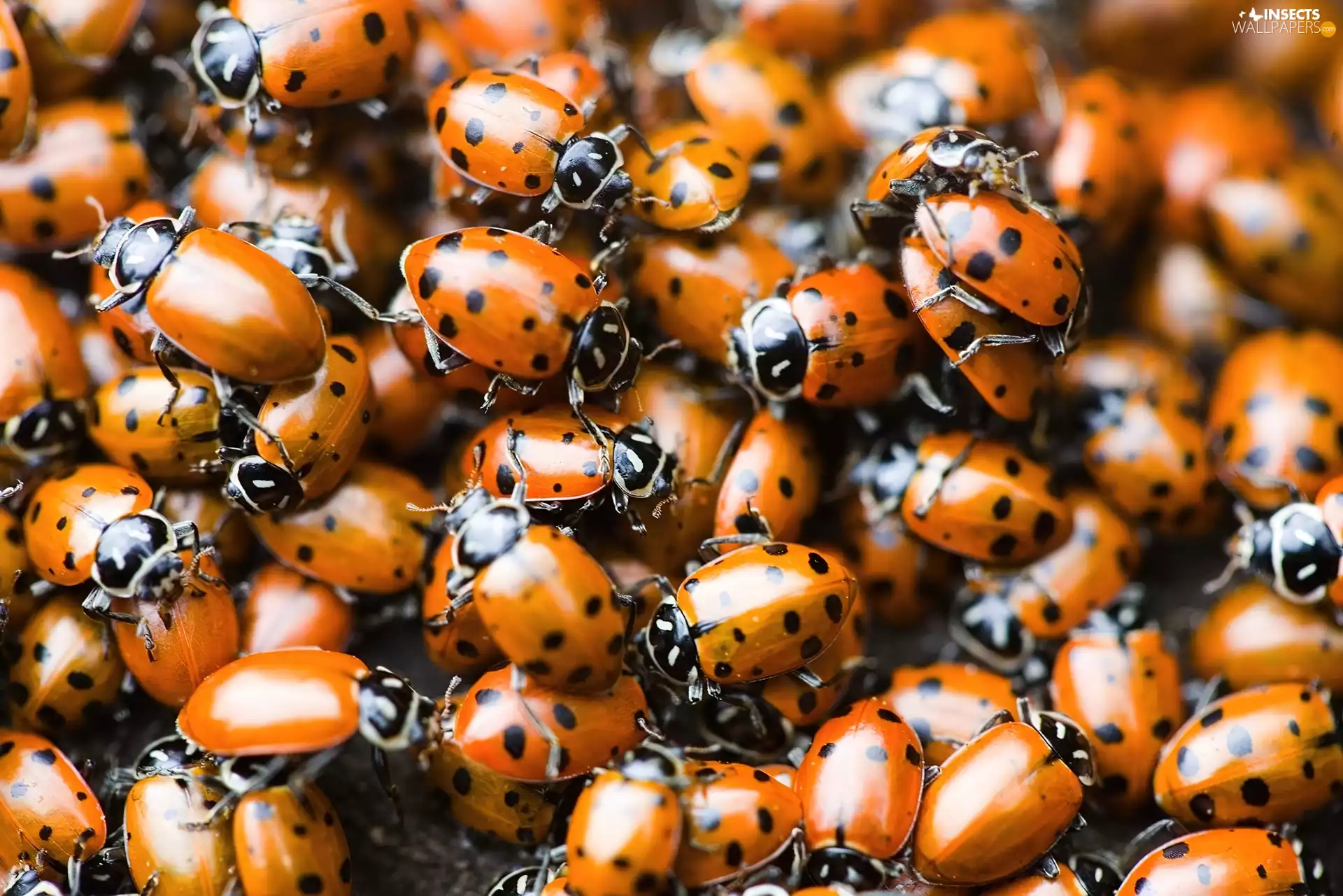 ladybugs