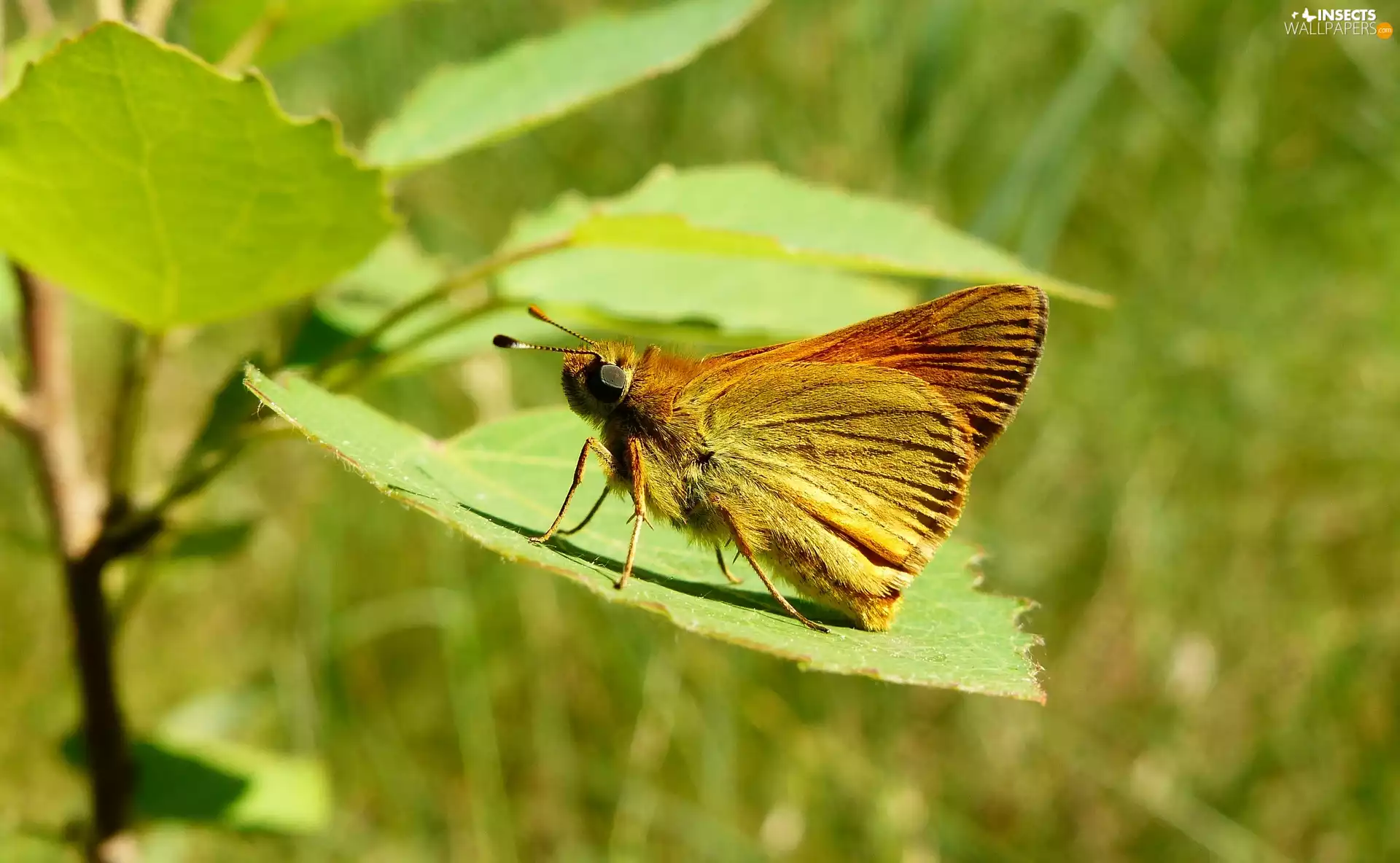 Insect, Large Skipper, leaf, butterfly