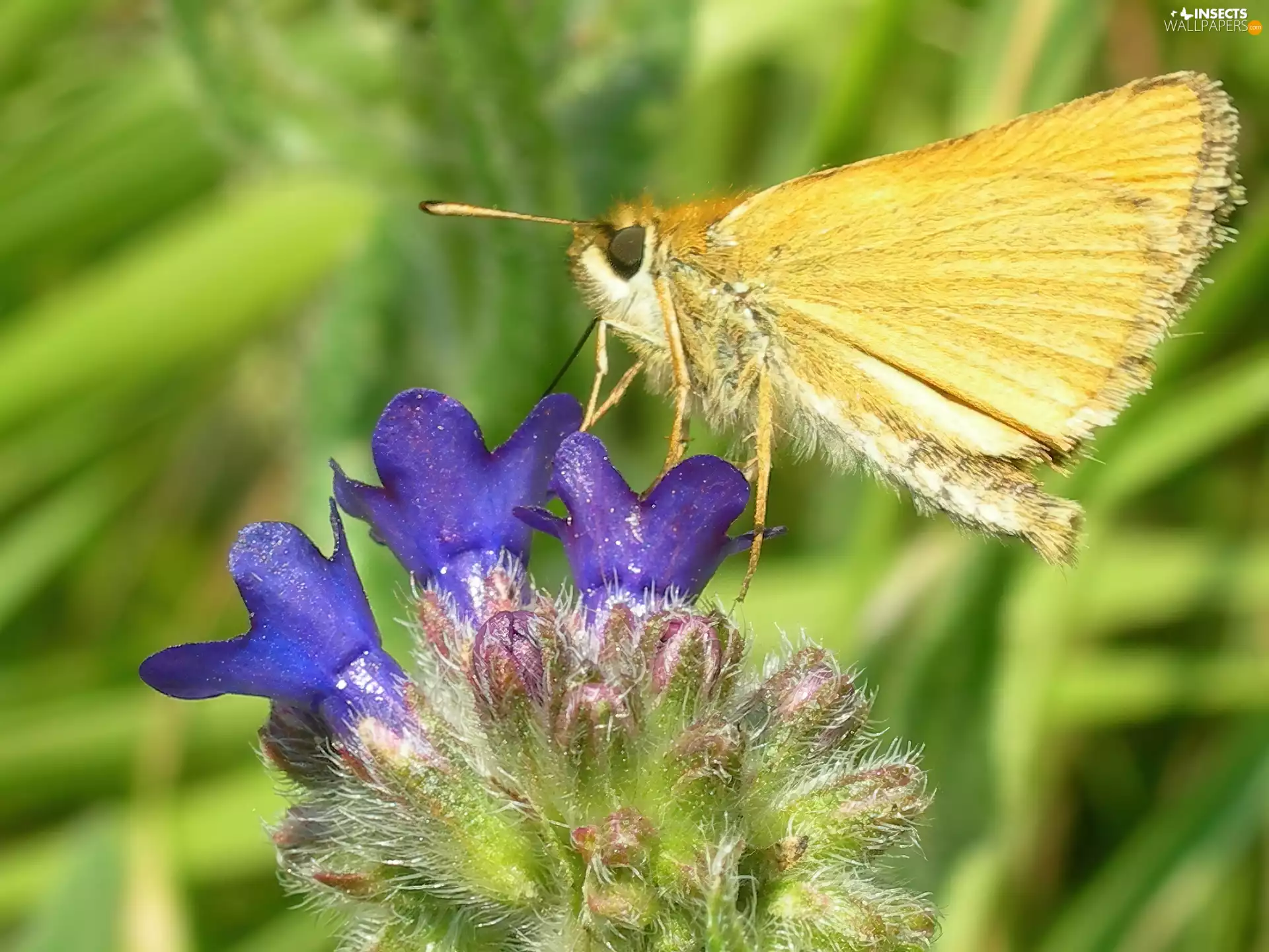 Colourfull Flowers, butterfly, Large skipper, Yellow