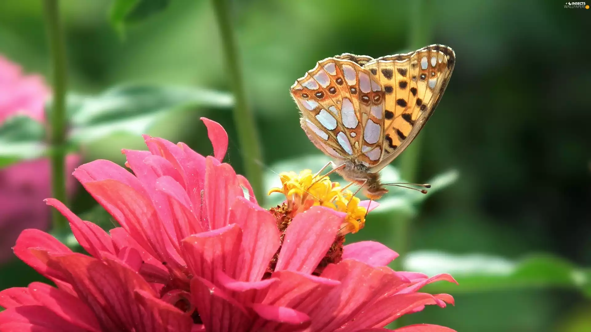 zinnia, Pink, argynnis, Latonia, butterfly, Colourfull Flowers