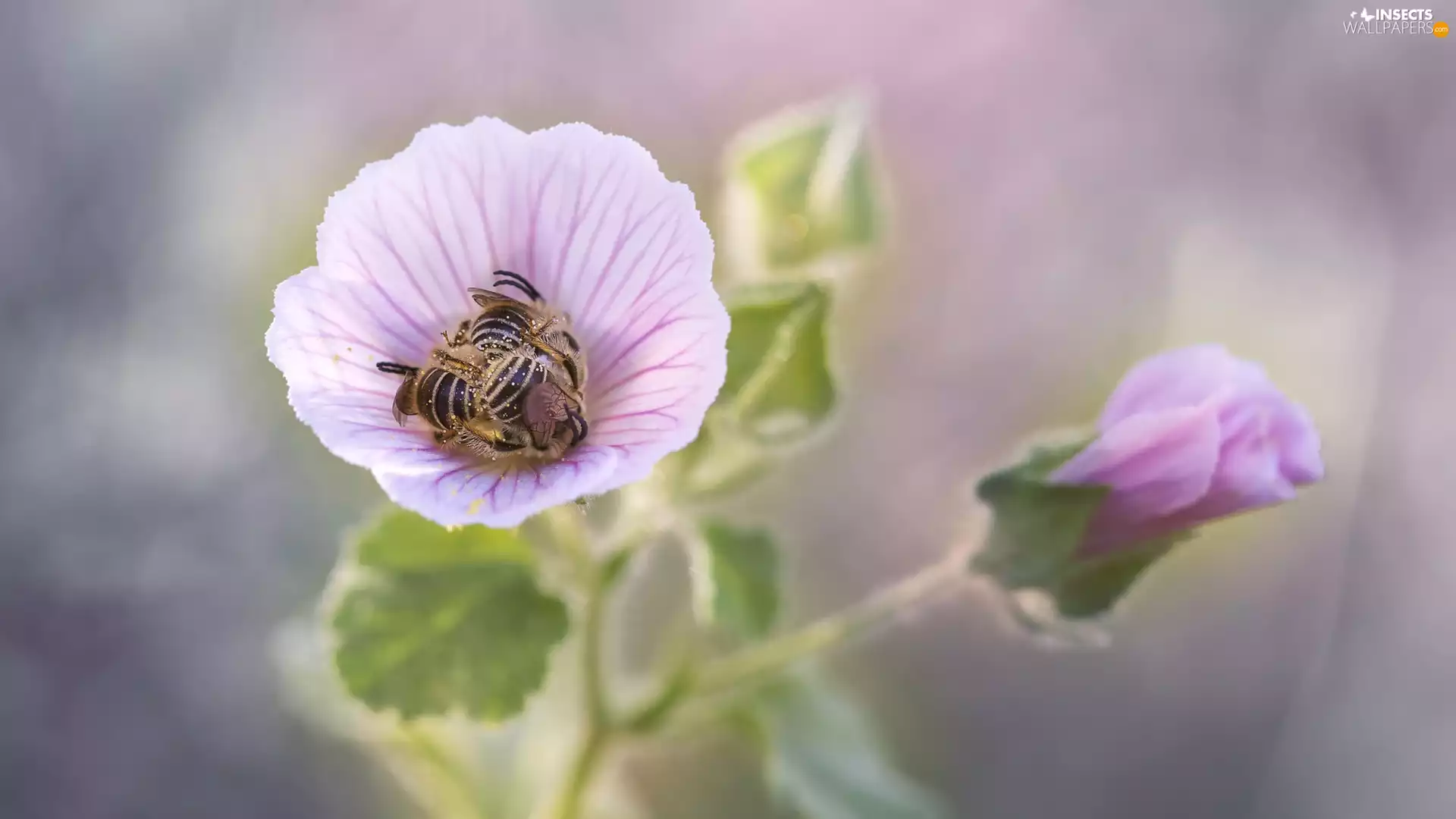 Pink, Lavatera, bee, Colourfull Flowers