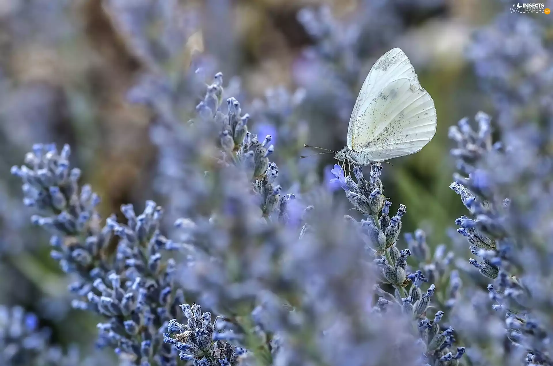 lavender, butterfly, butterfly
