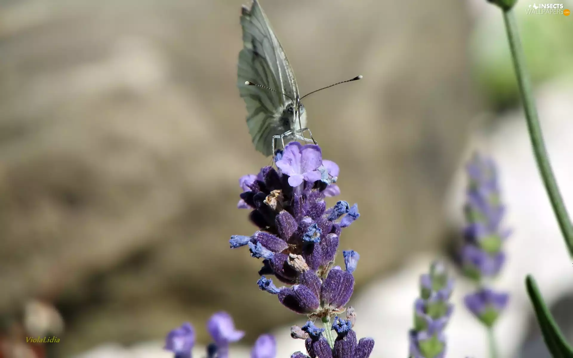 butterfly, Colourfull Flowers, lavender