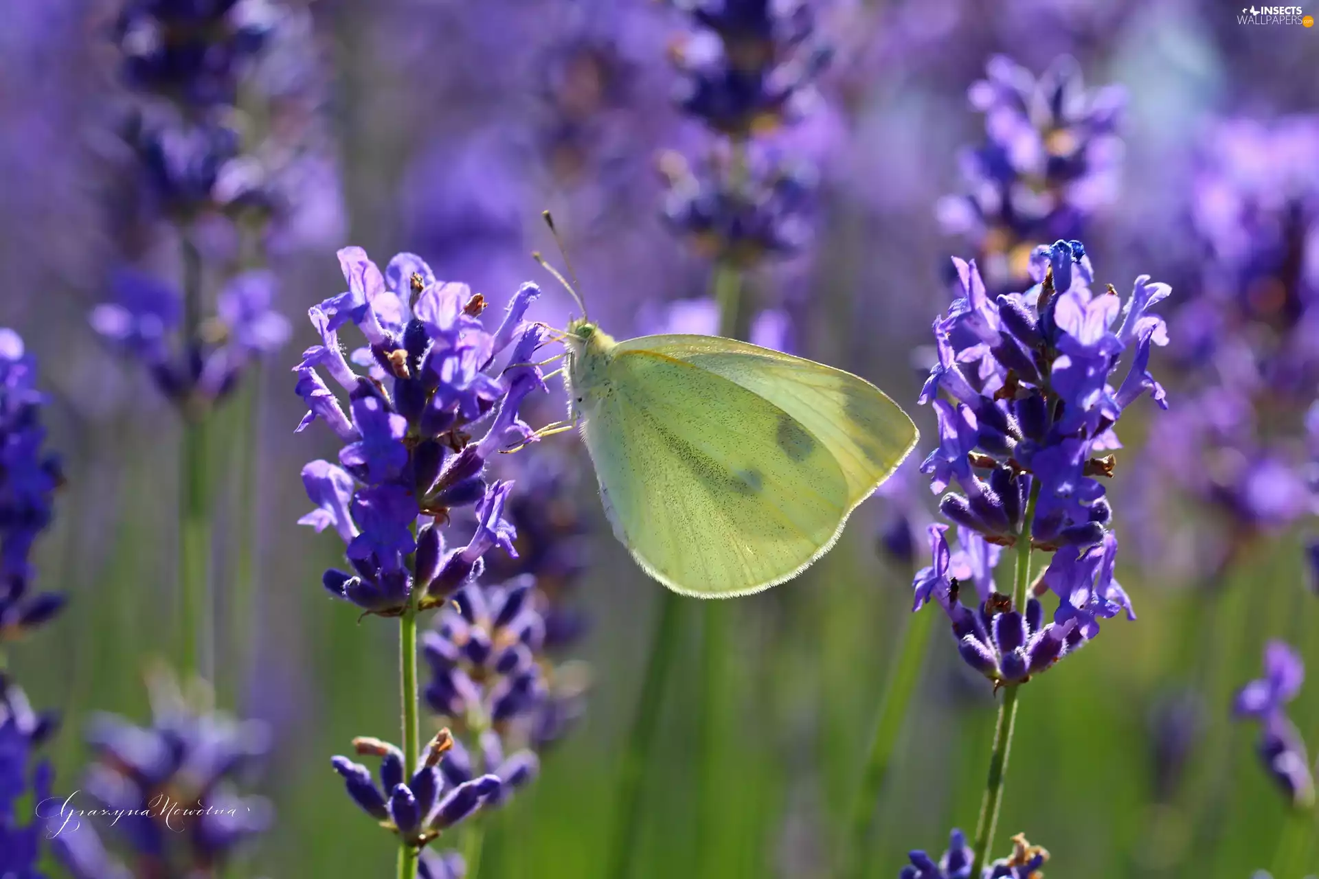 lavender, butterfly, Cabbage