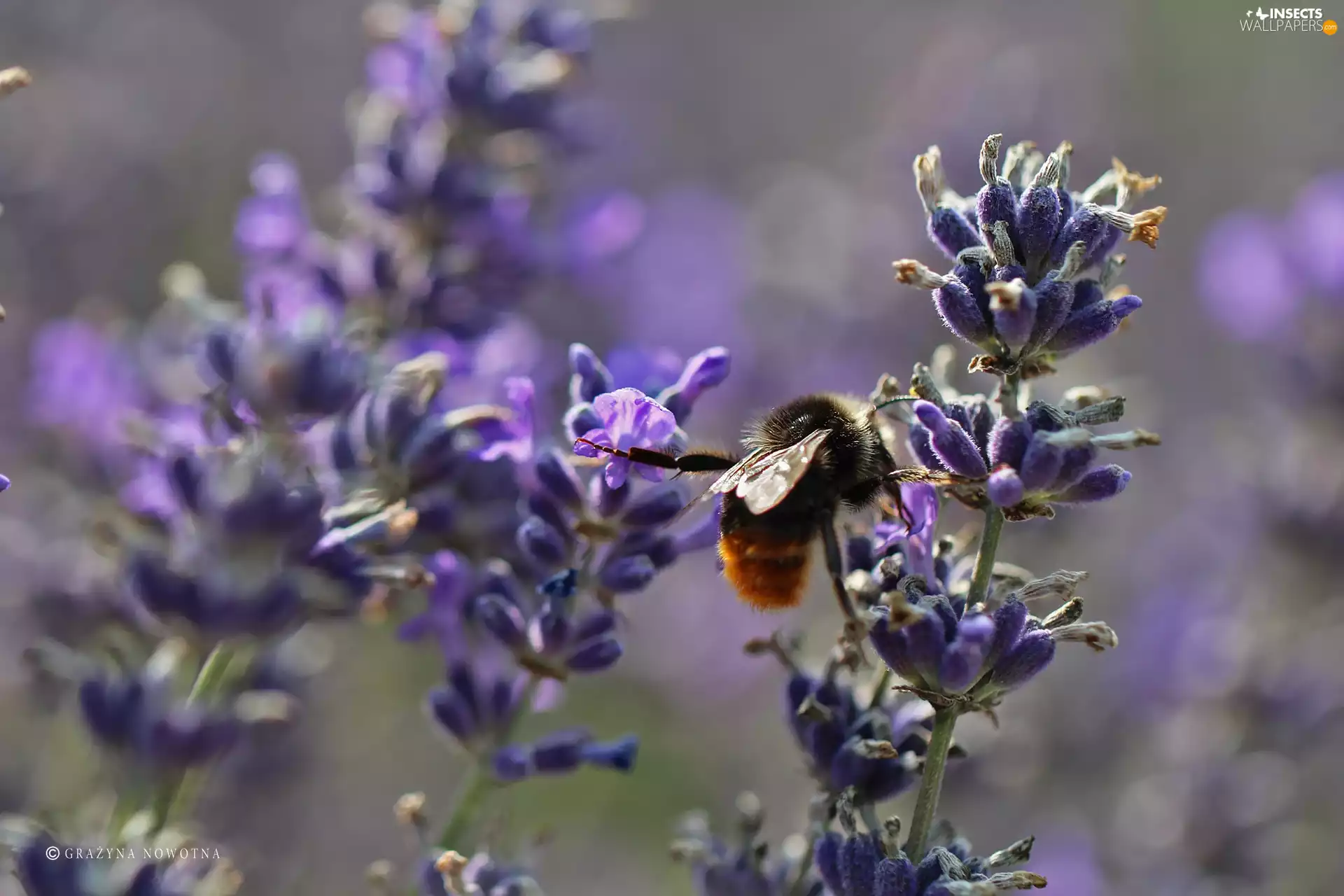 dumbledor, purple, Flowers, lavender