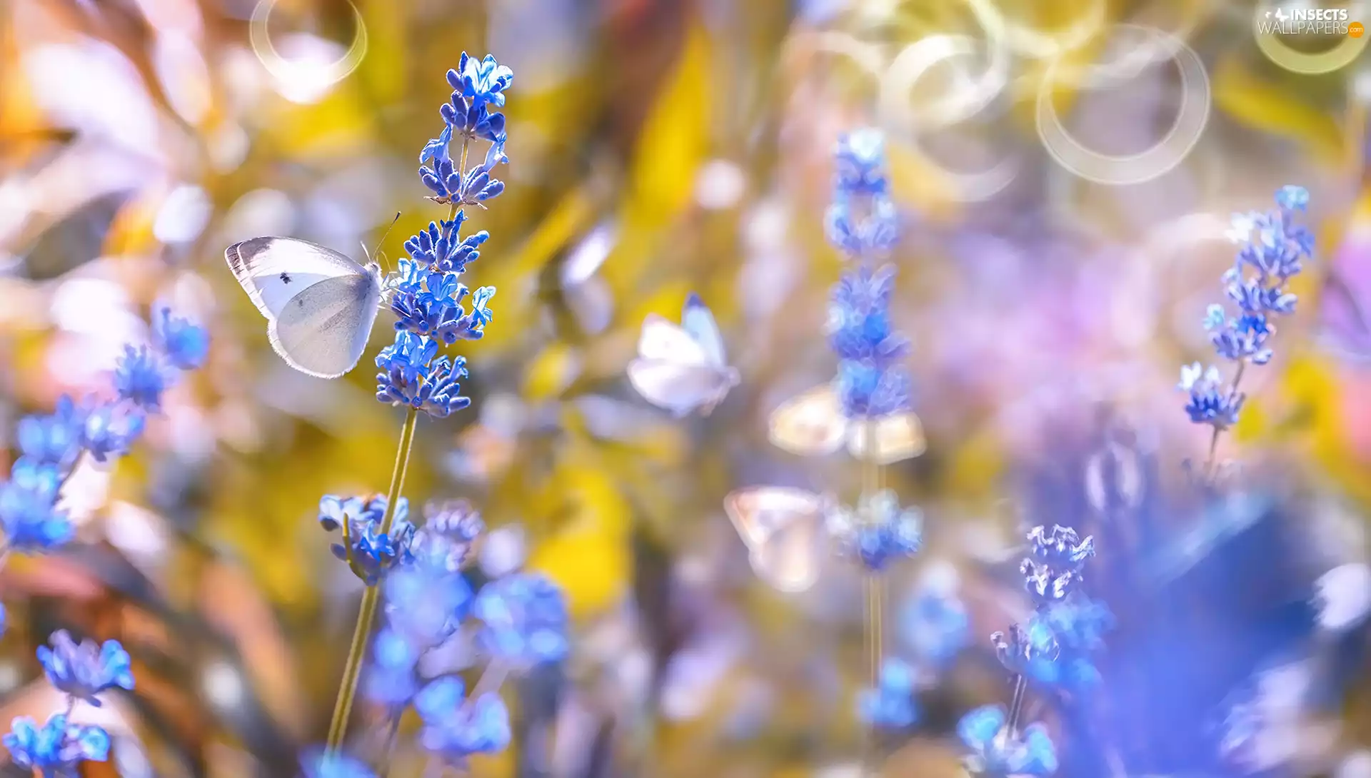 Cabbage Butterfly, blur, lavender, butterfly, Flowers