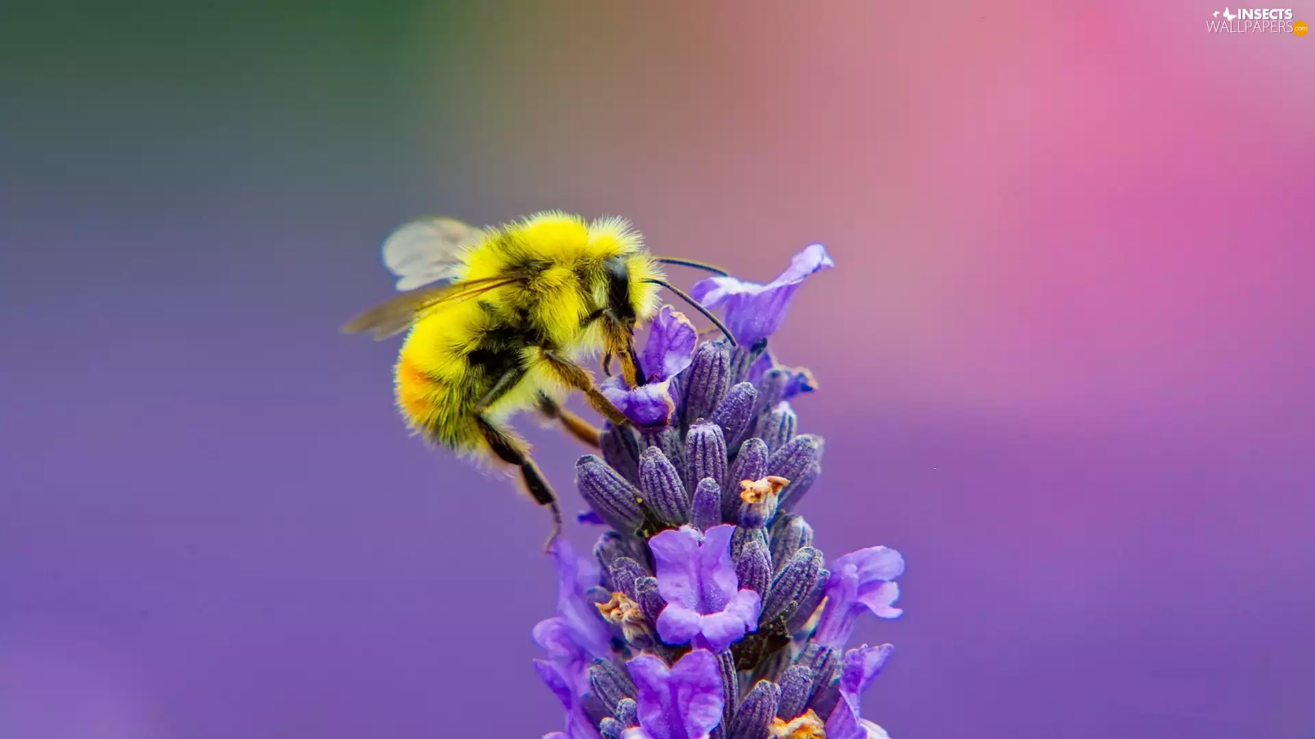 lavender, bee, Honeybee