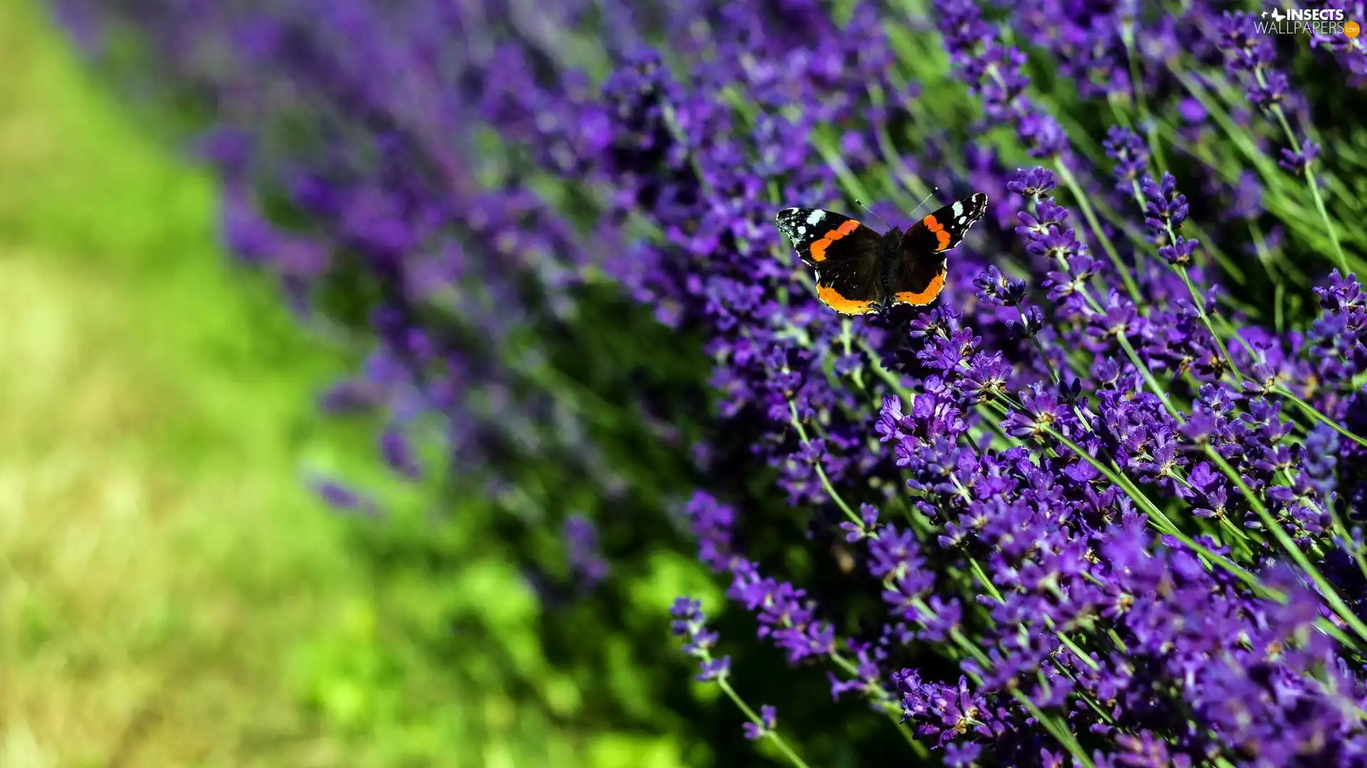 butterfly, black, admiral, lavender, undine, Orange