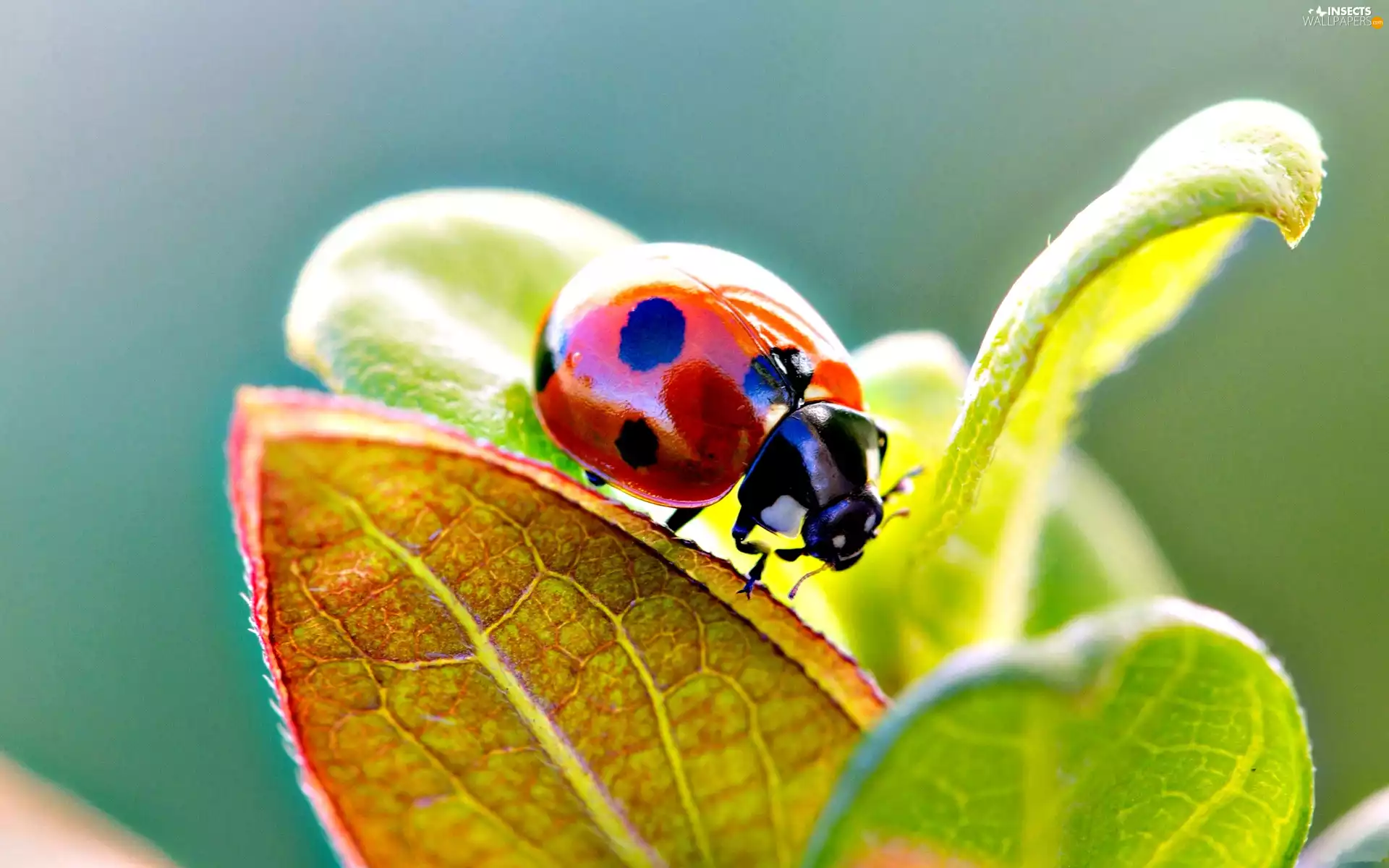 leaf, ladybird, an