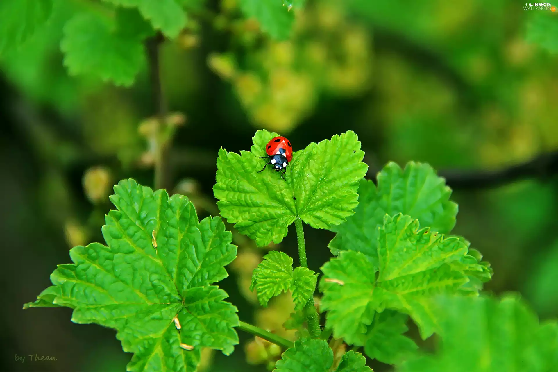 leaf, ladybird, an