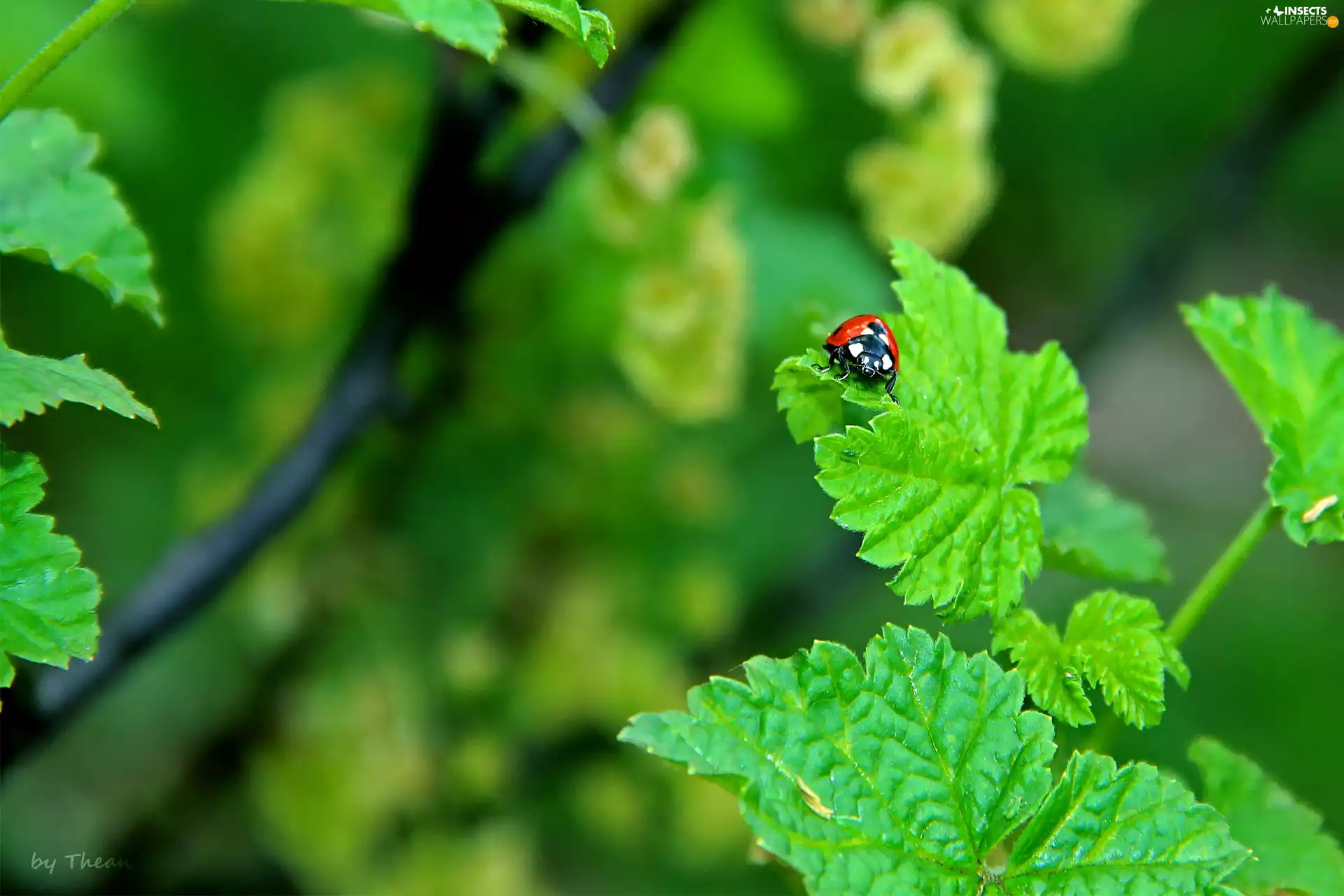 leaf, ladybird, an