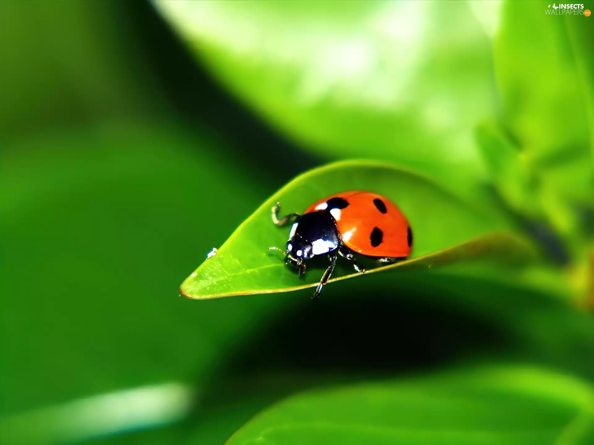 leaf, ladybird, an