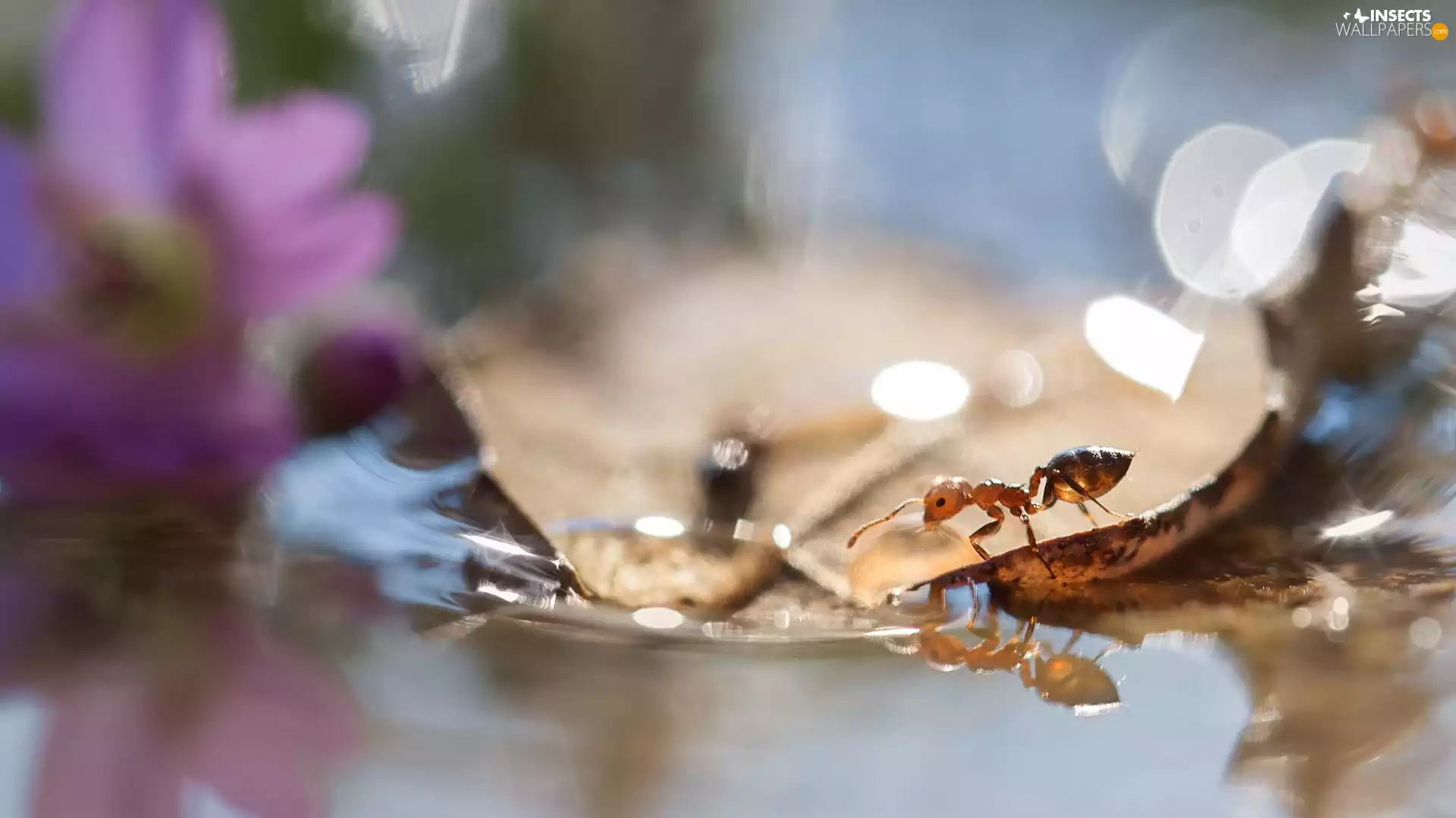 ant, water, Close, leaf