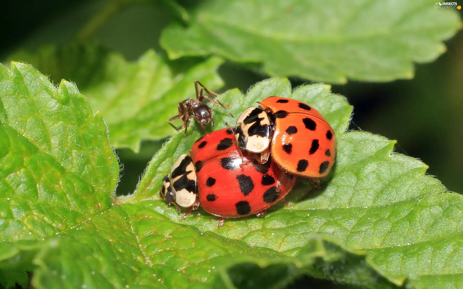 Leaf, ladybugs, ant