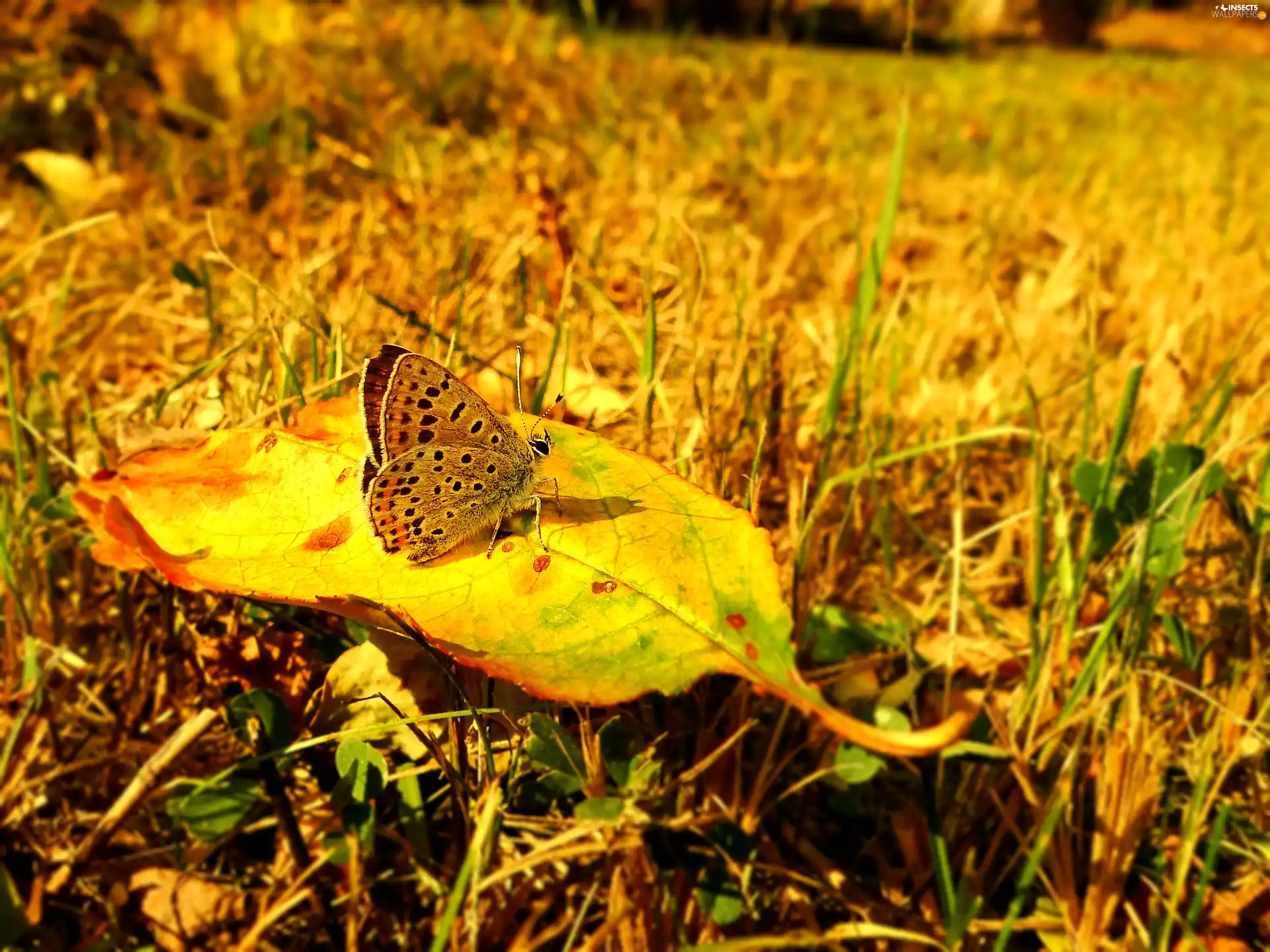 butterfly, leaf, autumn, Lycaena Tityrus