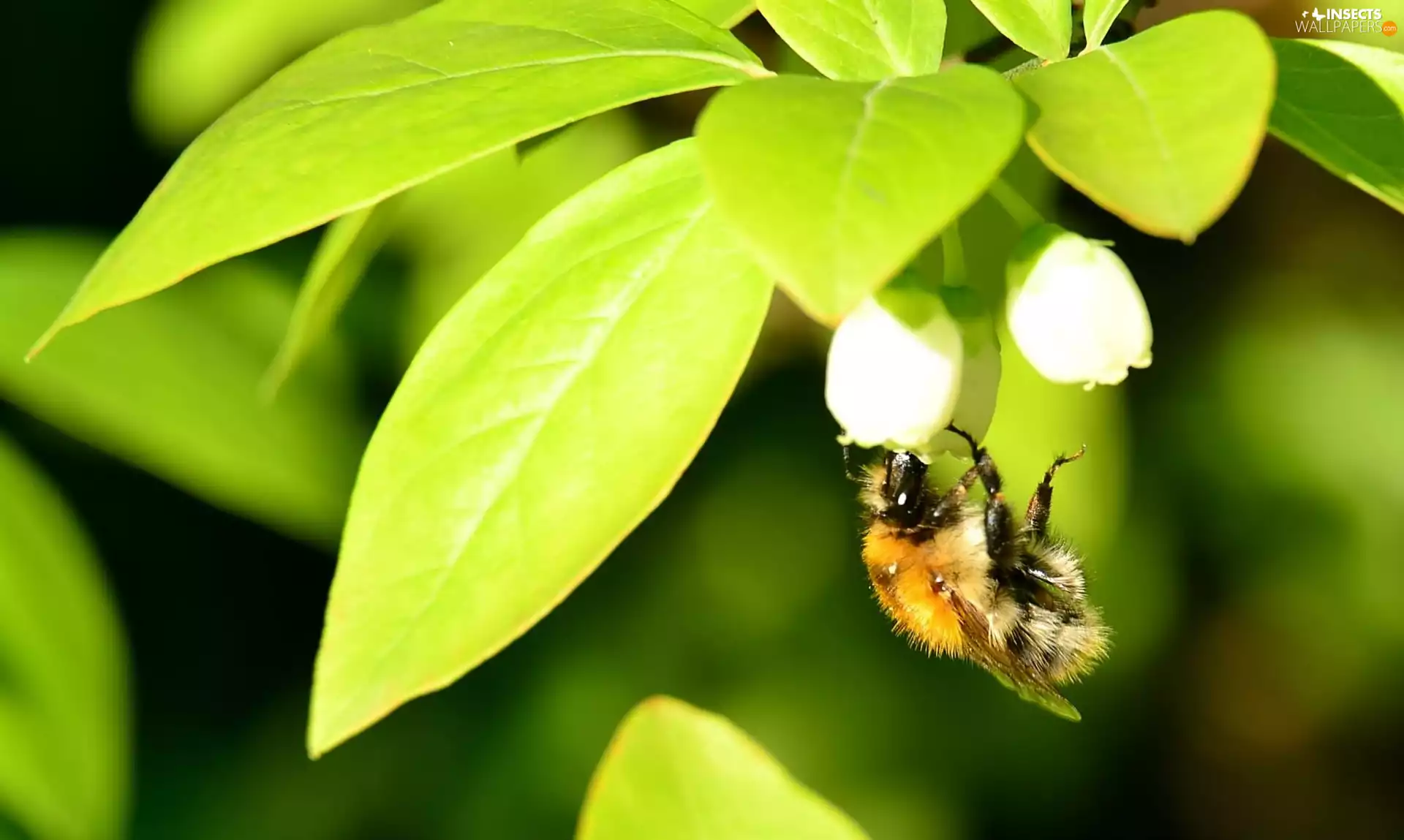 bee, green ones, Leaf