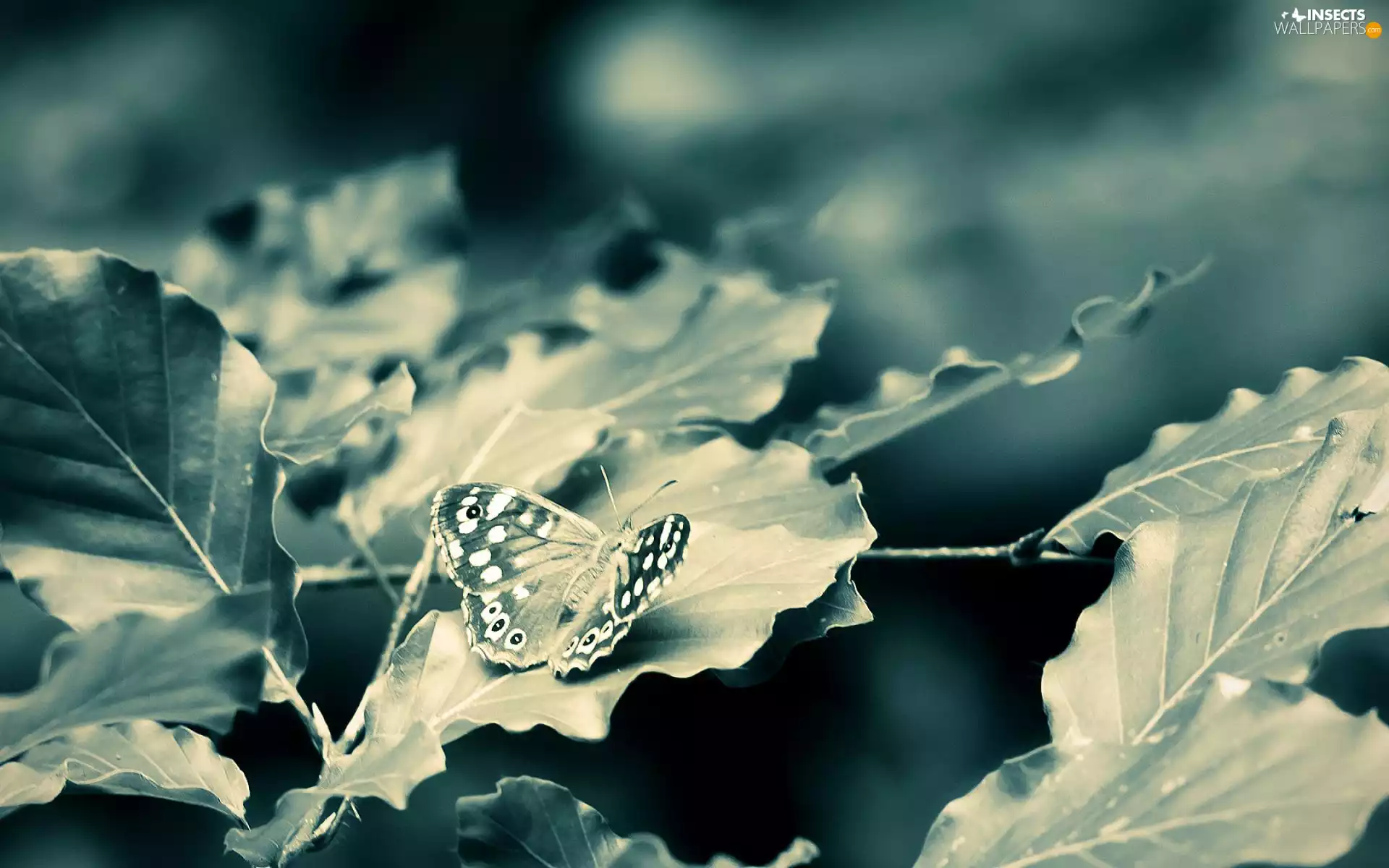 butterfly, Grey, background, Leaf