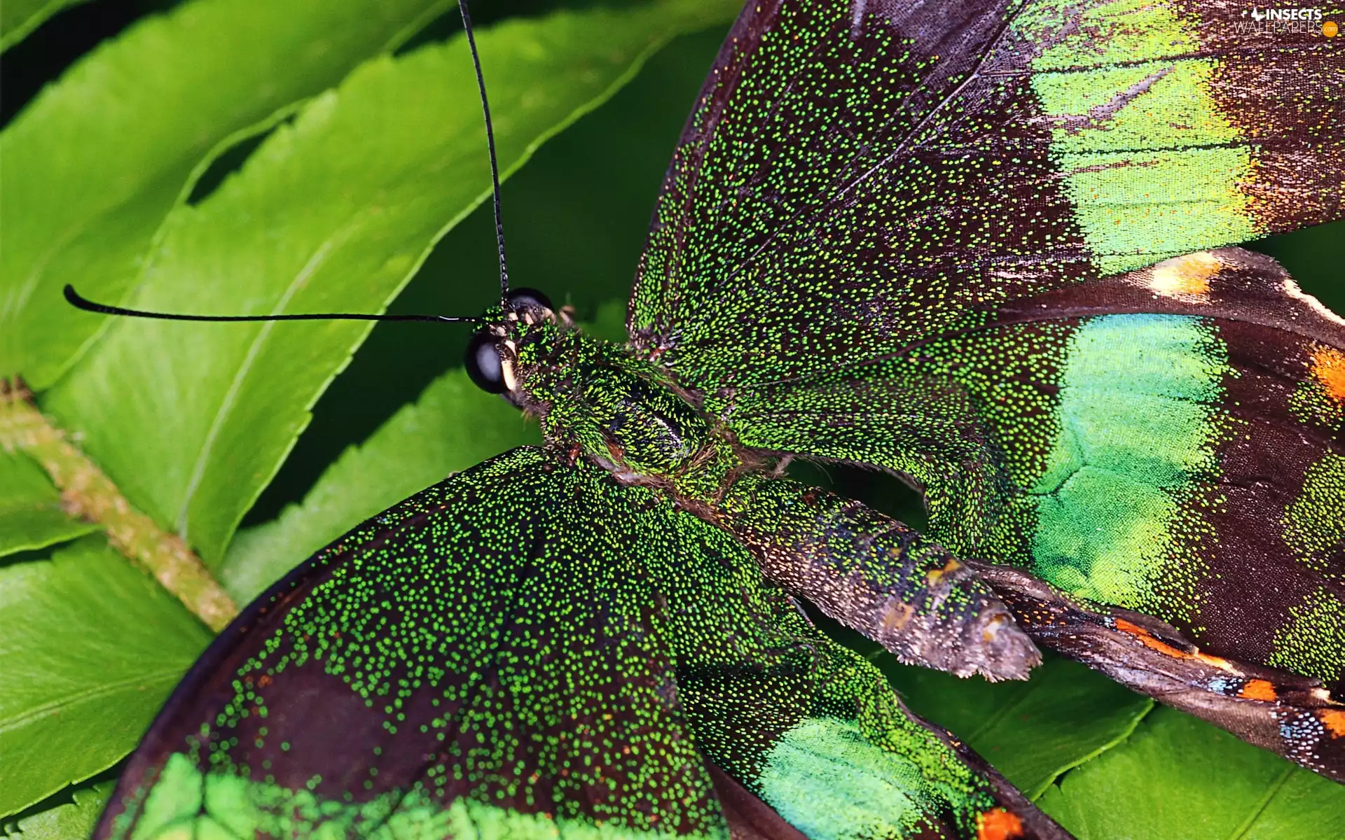 leaf, Beatyfull, butterfly