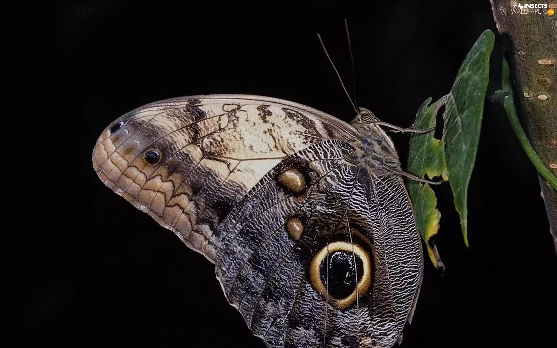 leaf, Beatyfull, butterfly