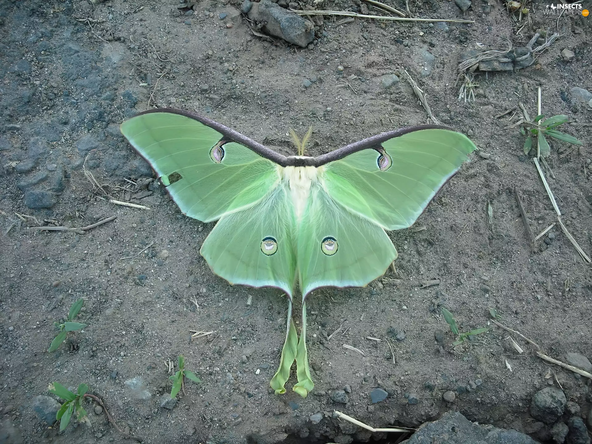 leaf, Green, butterfly