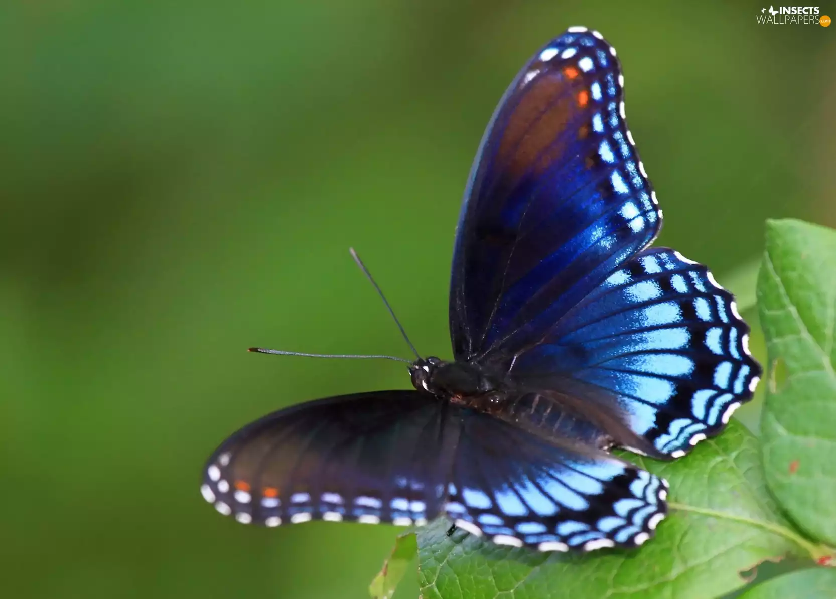 butterfly, color, Insect, leaf