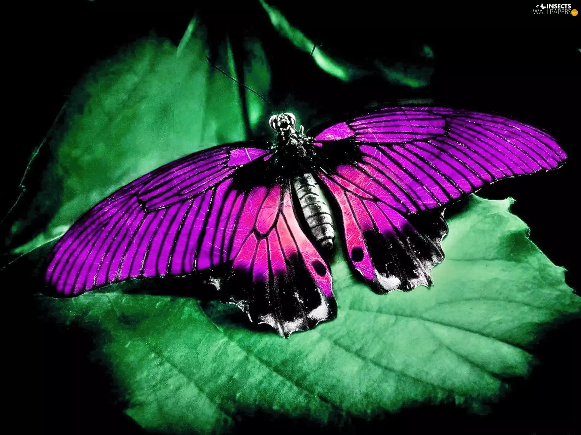 leaf, Pink, butterfly