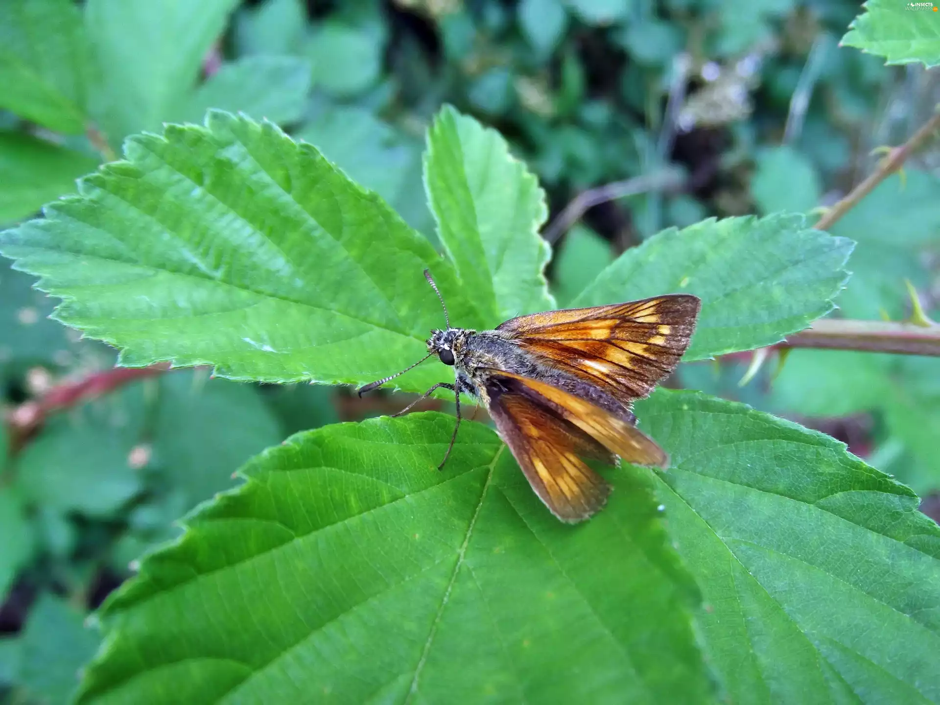 Leaf, Resting, butterfly